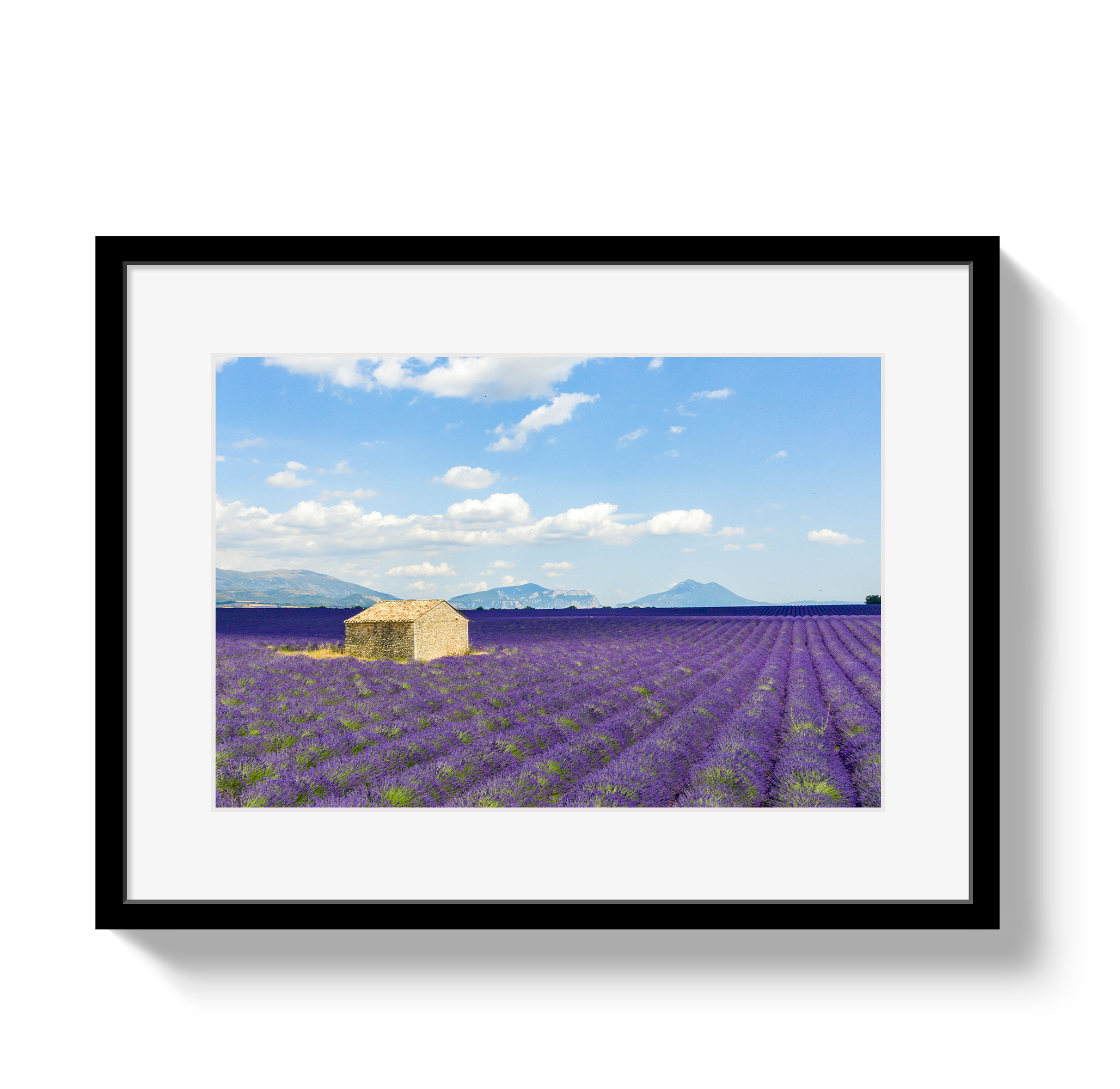 Lavender Fields by Johnny Vacay - main product image for Resin Society