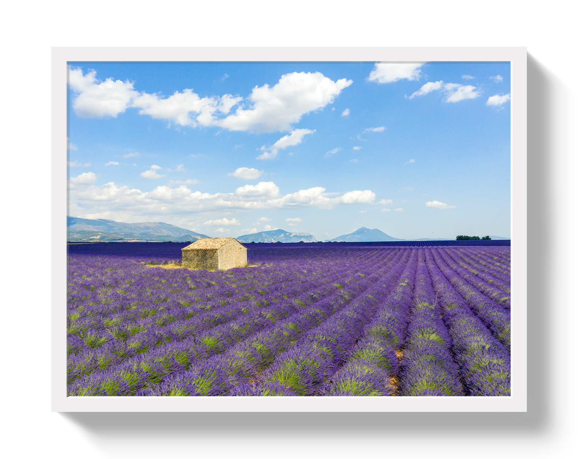 Lavender Fields by Johnny Vacay - product image 5 for Resin Society
