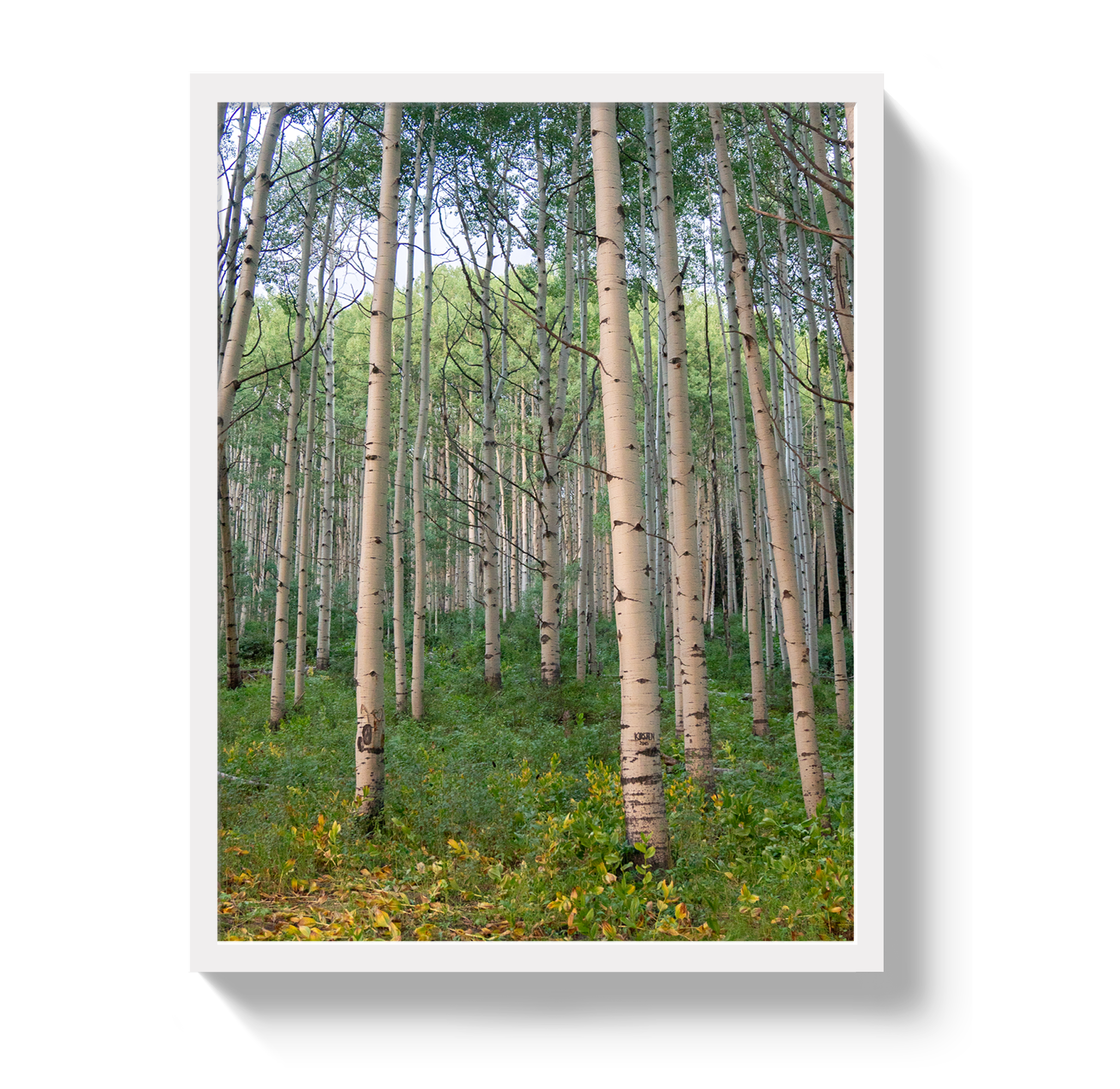 Aspen Grove by Johnny Vacay - product image 5 for Resin Society