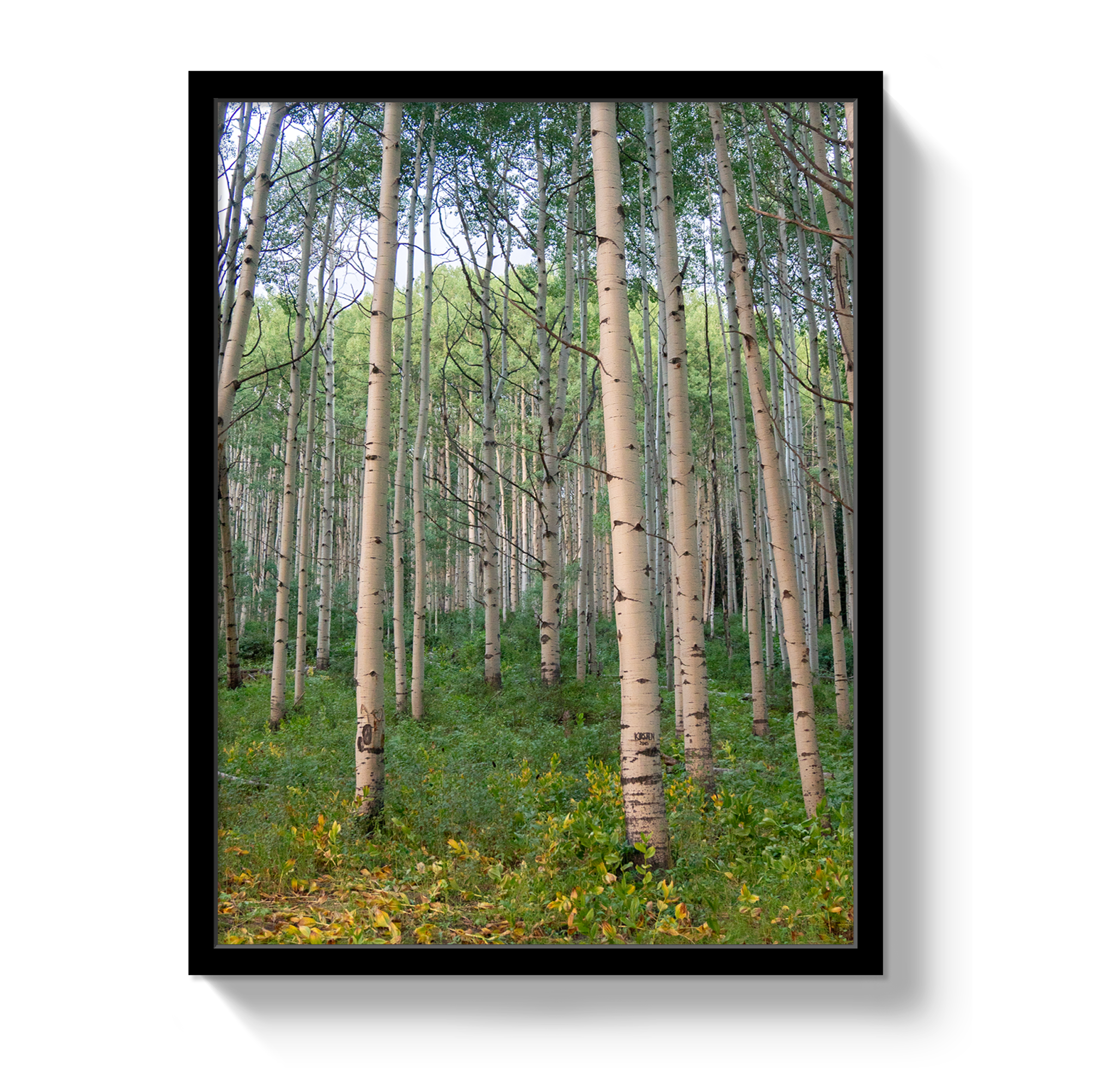 Aspen Grove by Johnny Vacay - product image 4 for Resin Society