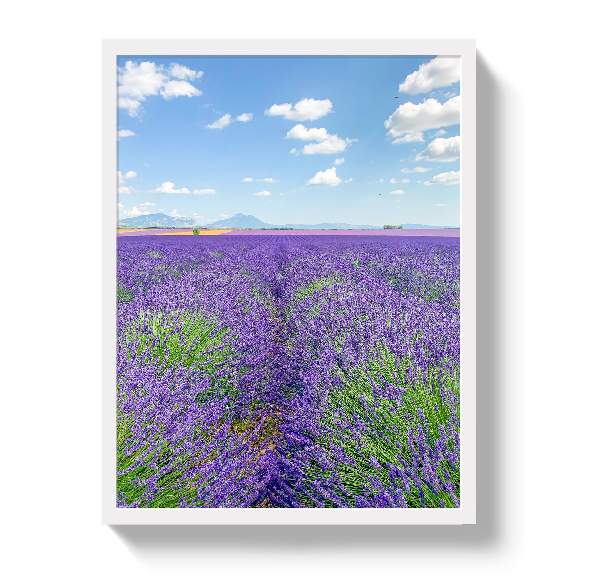 Lavender Fields 2 by Johnny Vacay - product image 5 for Resin Society