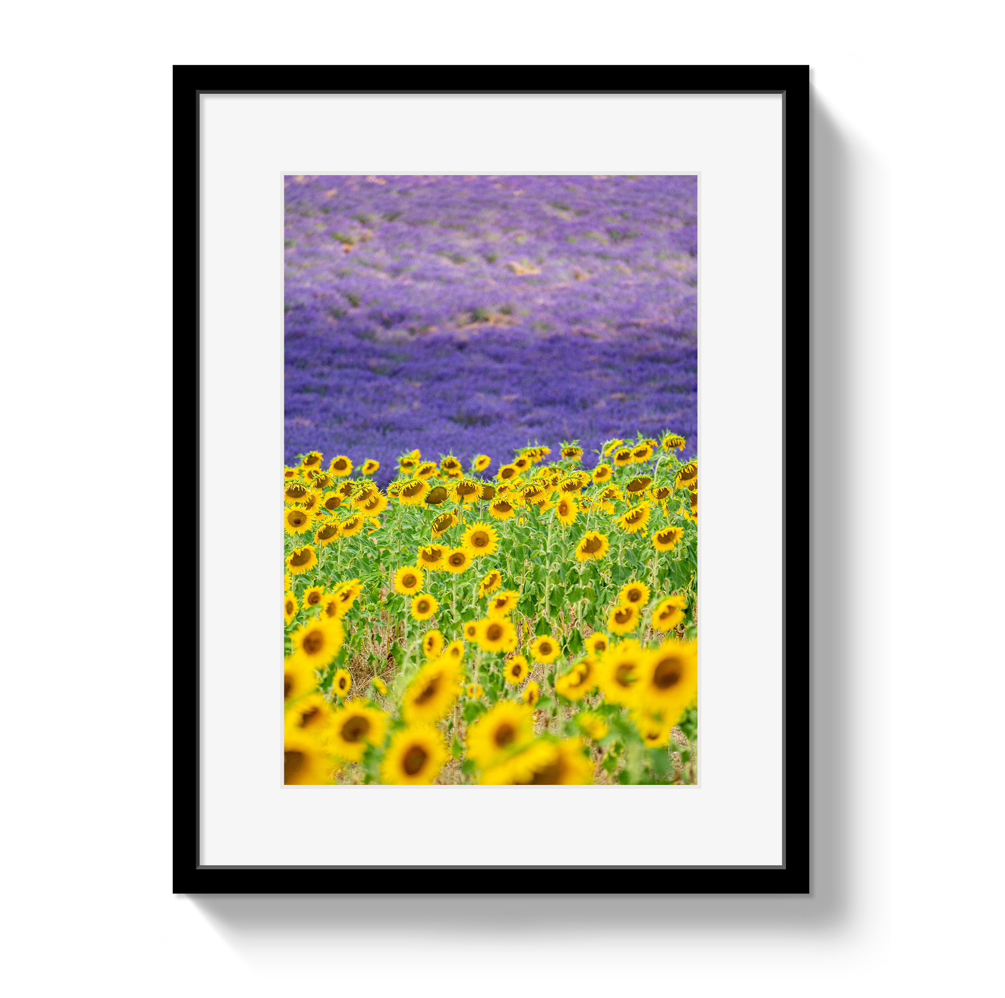 Sun and Lavender by Johnny Vacay - main product image for Resin Society