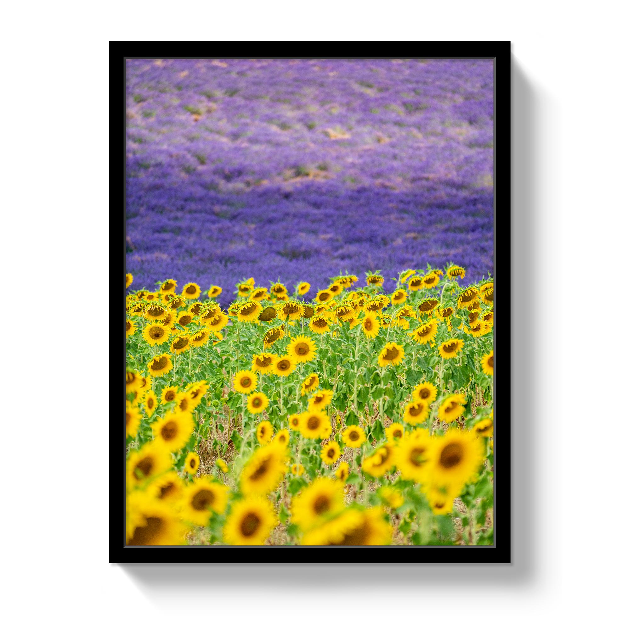 Sun and Lavender by Johnny Vacay - product image 4 for Resin Society