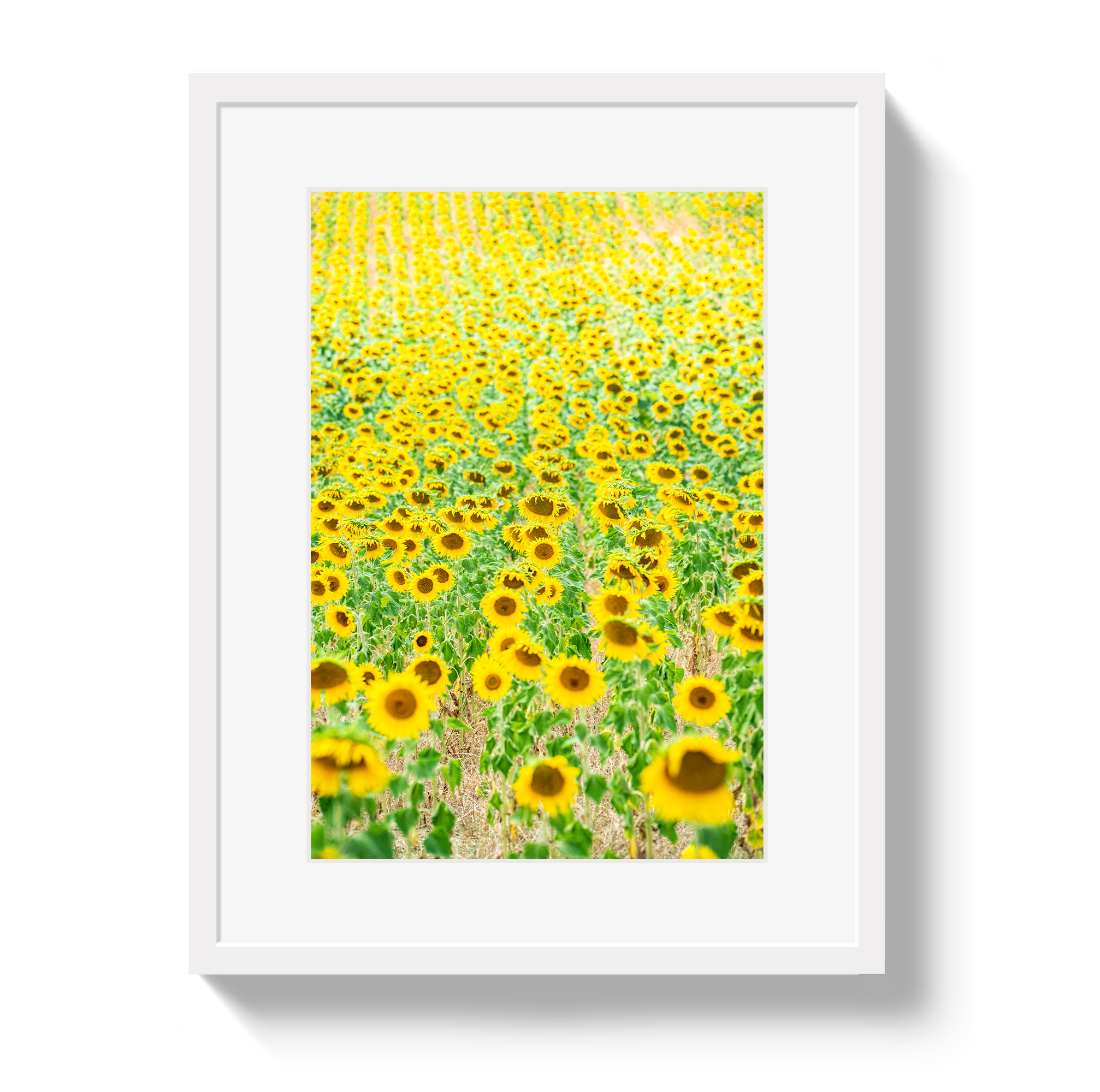 Provence Sunflowers by Johnny Vacay - product image 2 for Resin Society