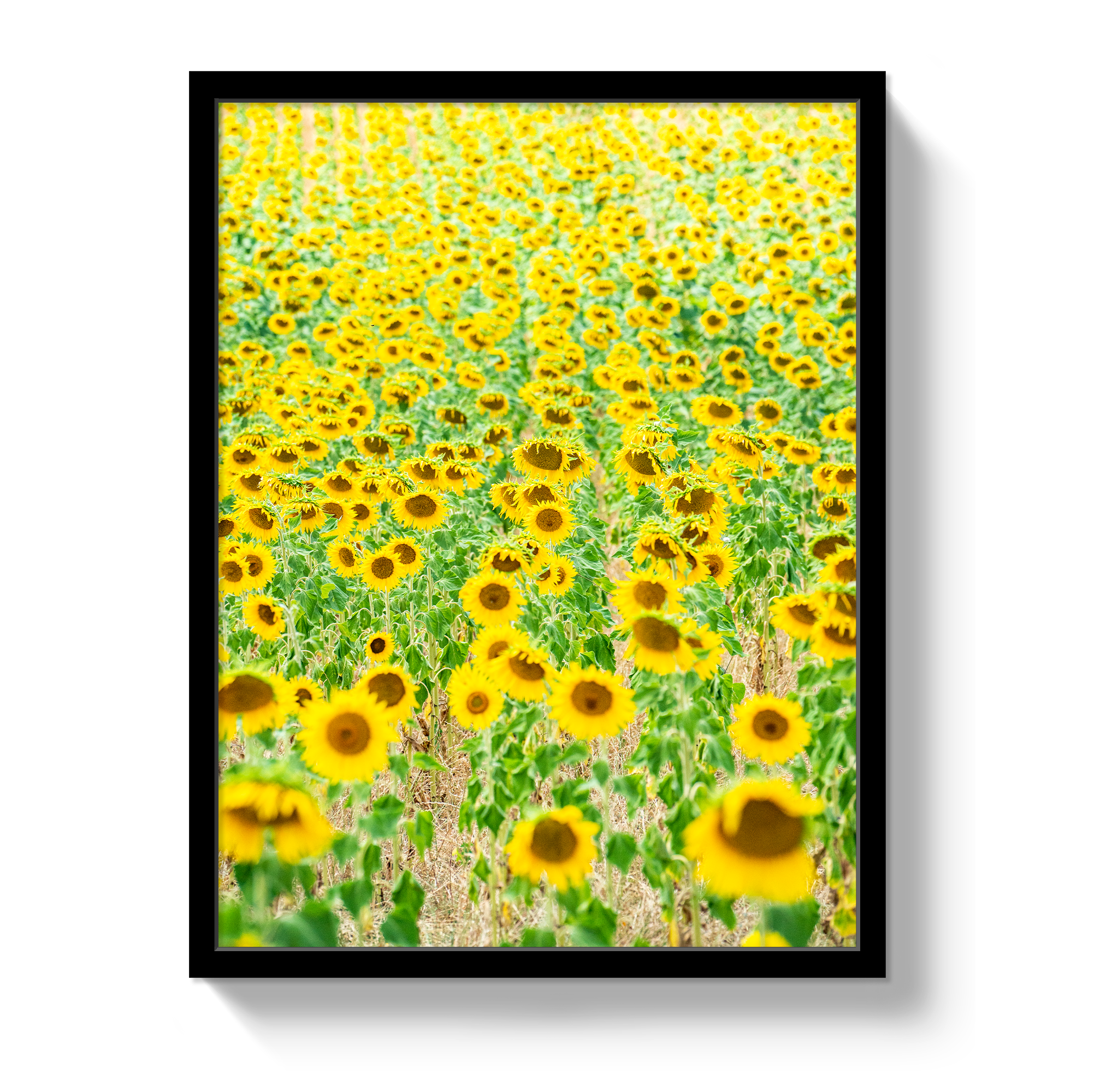 Provence Sunflowers by Johnny Vacay - product image 4 for Resin Society
