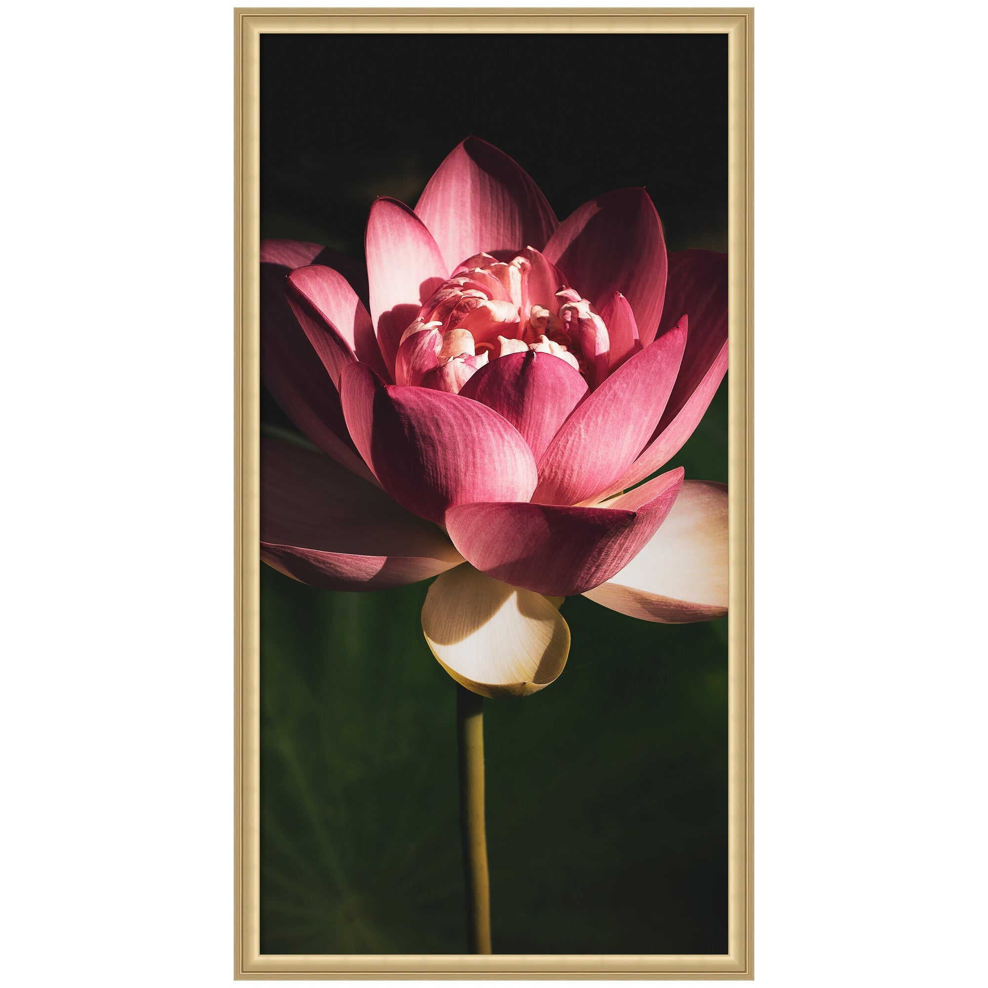 Midnight Lotus Flower by Stephanie Klatt framed wall art print showing a floral lotus illustration in dark tones with gold frame