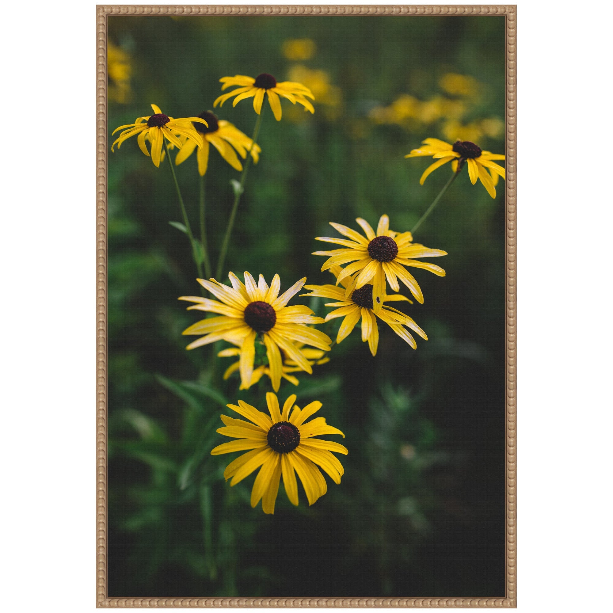 Sylvie Yellow Daisy Floral Blooms Framed Canvas by Patricia Hasz