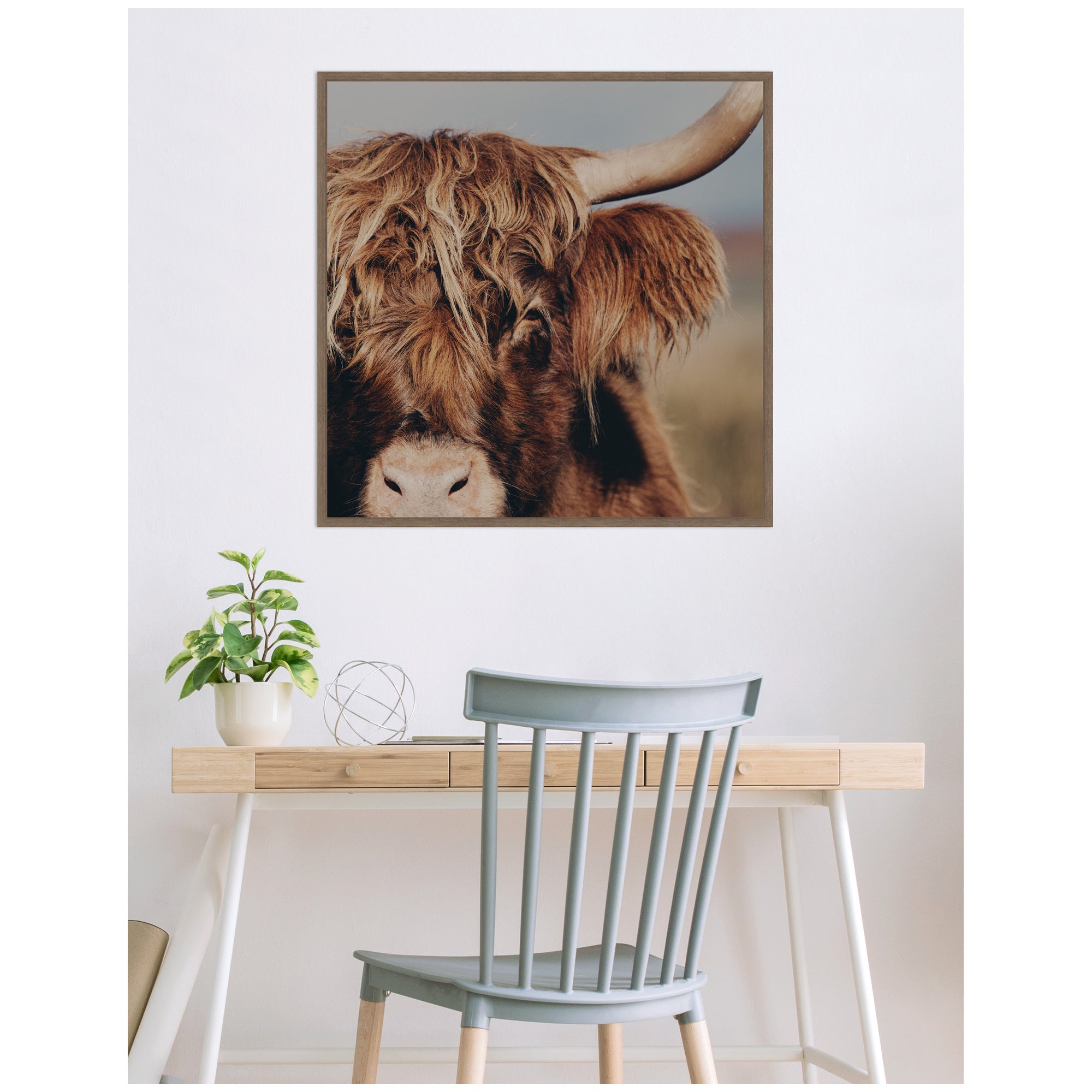 Nosy Highland by Laura Evans Framed Canvas Wall Art Print