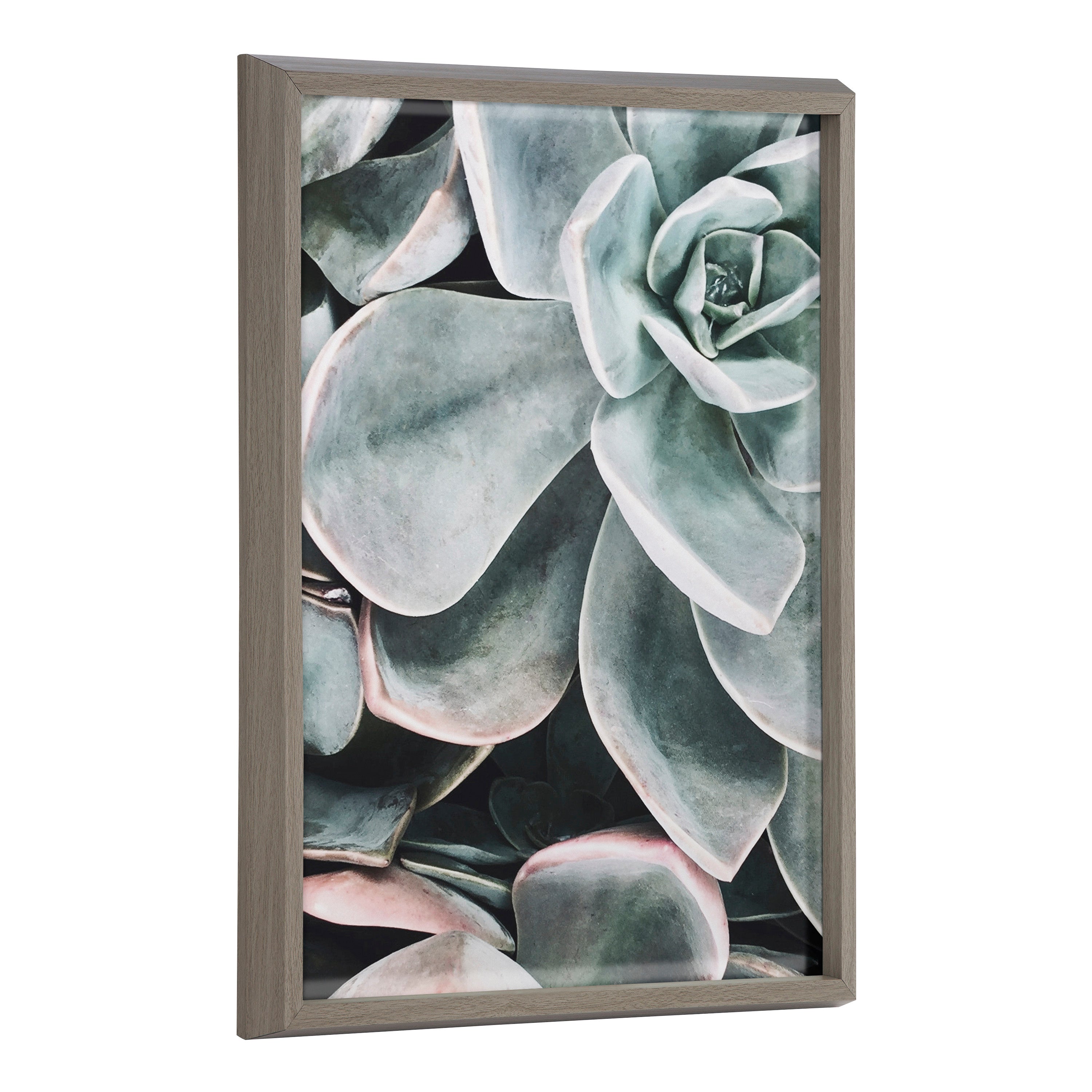 Blake Botanical Succulent Plants 2 Framed Printed Glass by The Creative by kateandlaurel - main product image for Resin Society