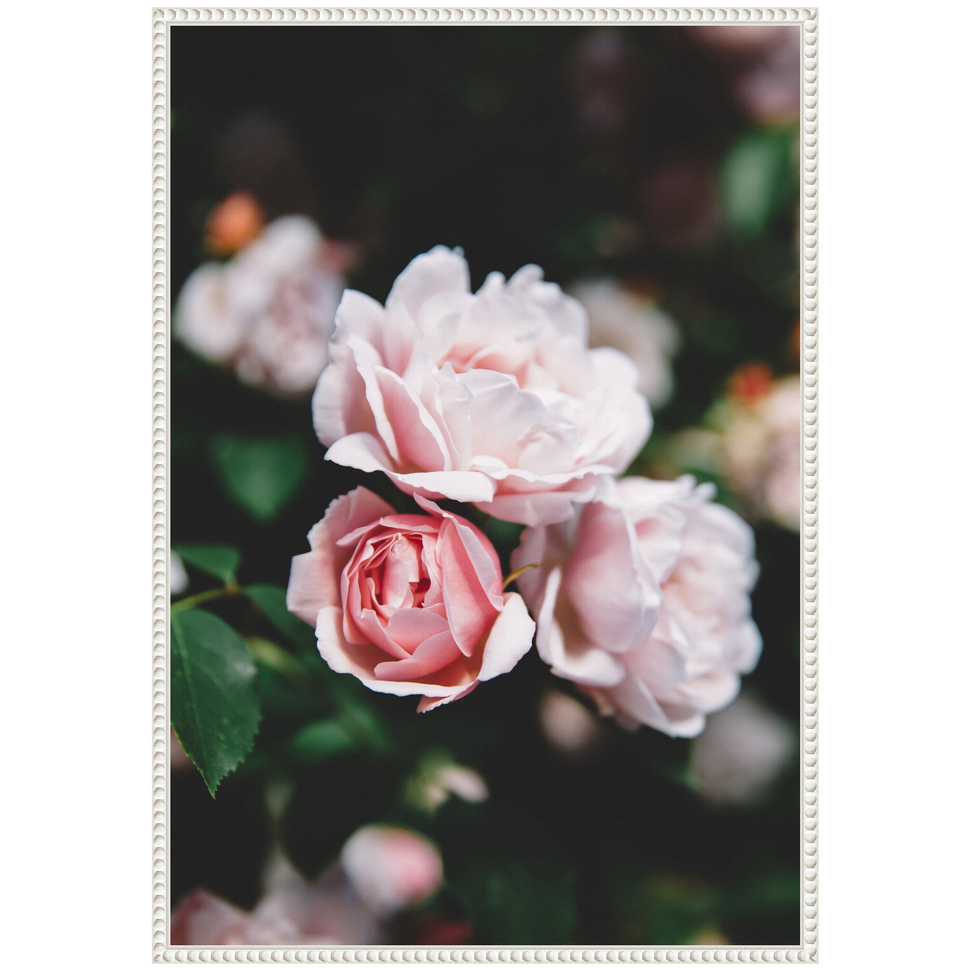 Sylvie Delicate Light Pink Rose Floral Framed Canvas by Patricia Hasz