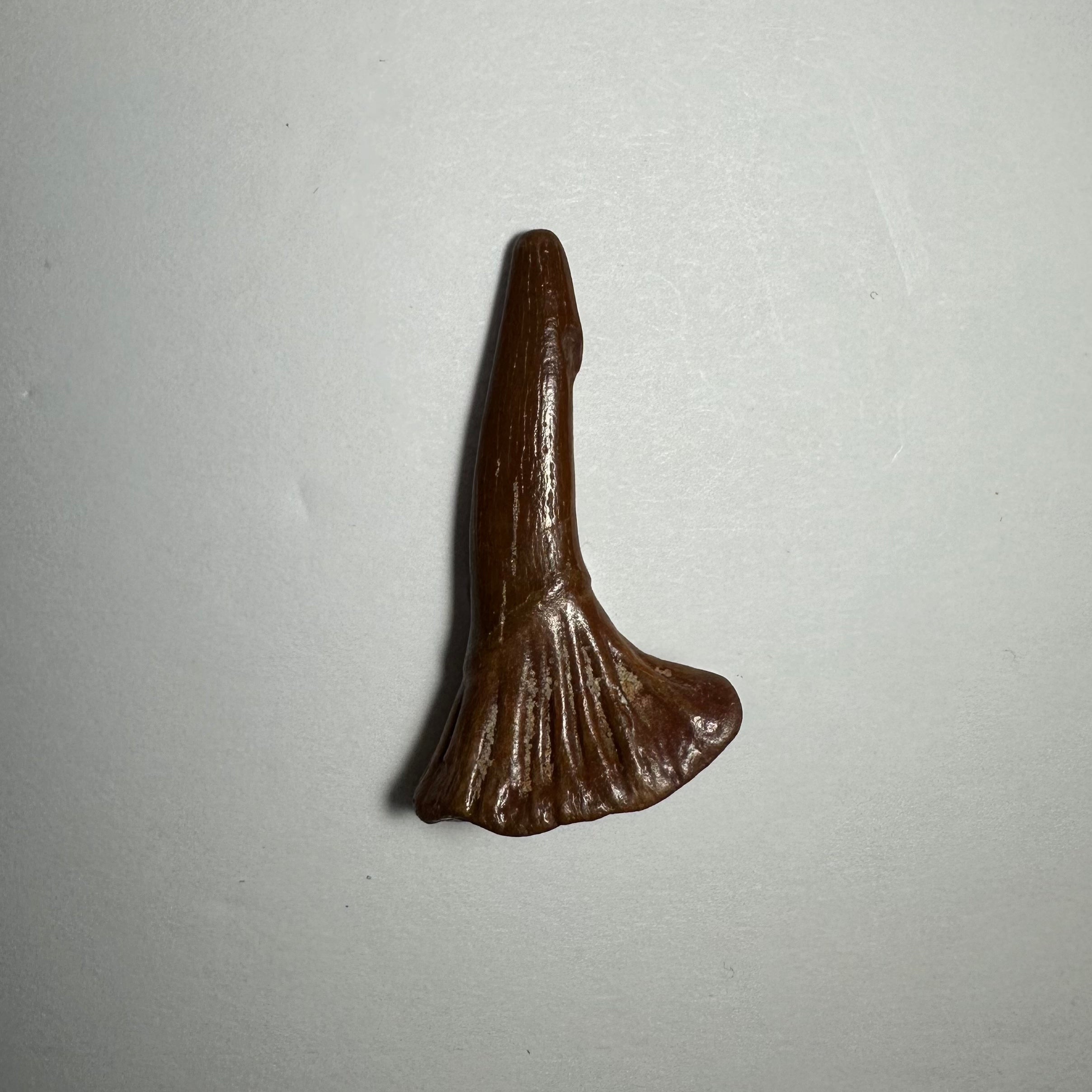 Onchopristis Barb/Tooth (SM) from Morocco