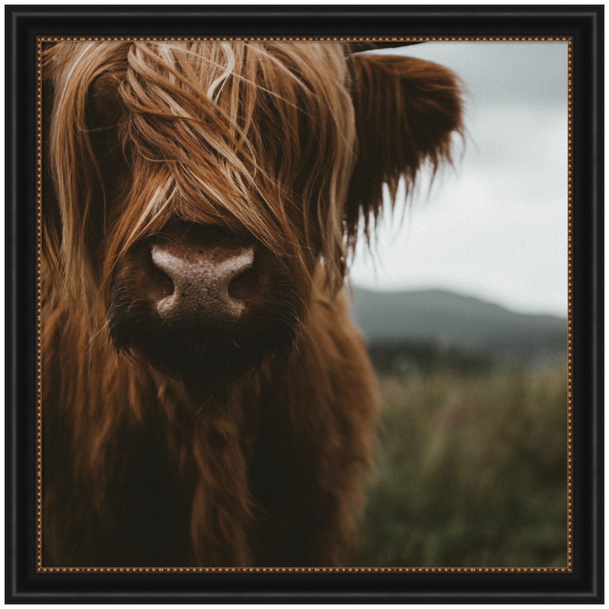 Framed close-up image of a Scottish Highland cattle calf by Michael Schauer
