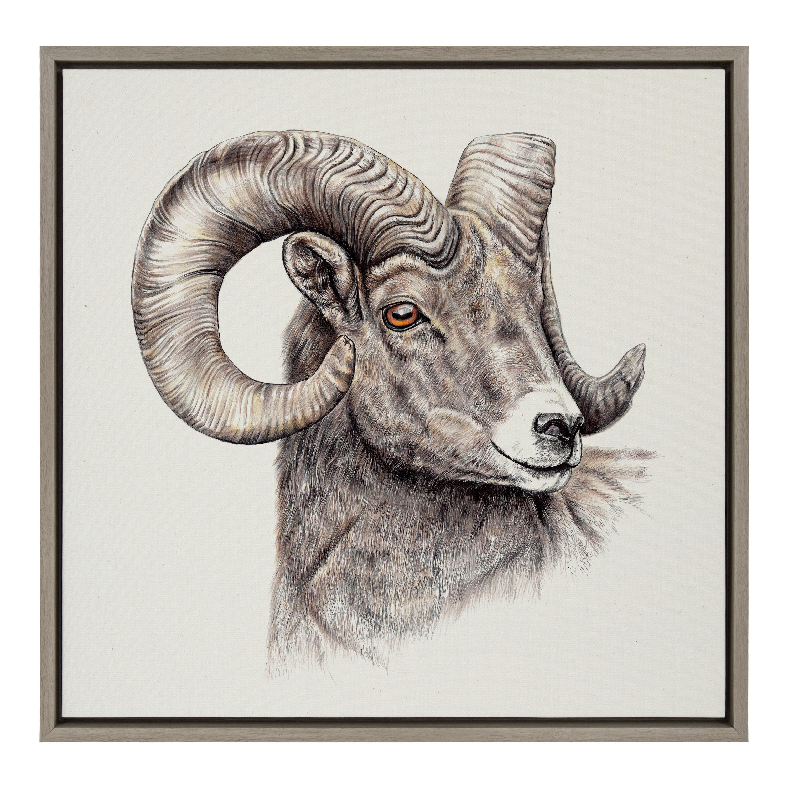 Sylvie Ram Framed Canvas art showing a ram in naturalistic tones with a gray floating frame