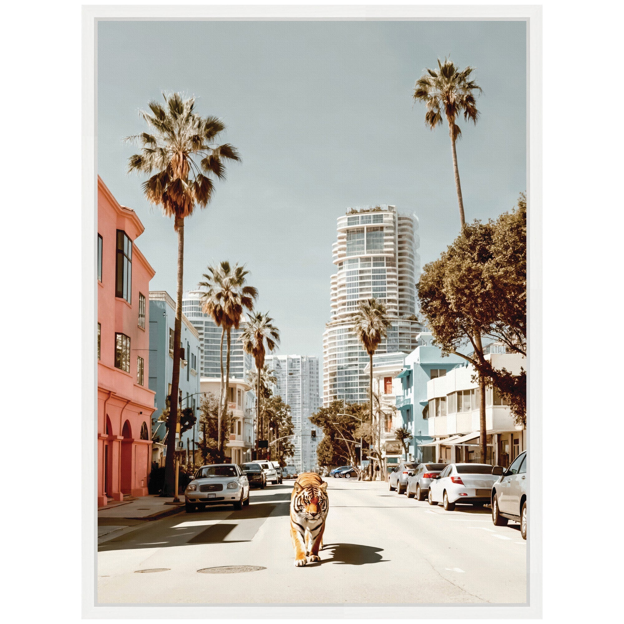Sylvie California Tiger Roaming through Palm Springs Framed Canvas by Michael Schauer
