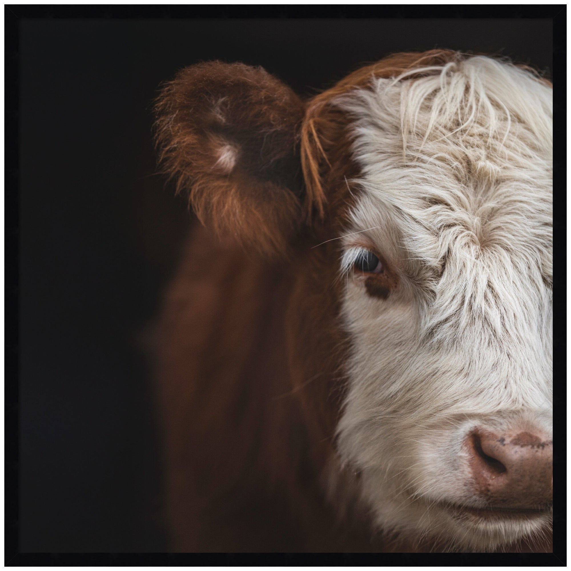 Framed Cow Close wall art print by Emiko and Mark Franzen F2 Images displaying a close-up image of a cow