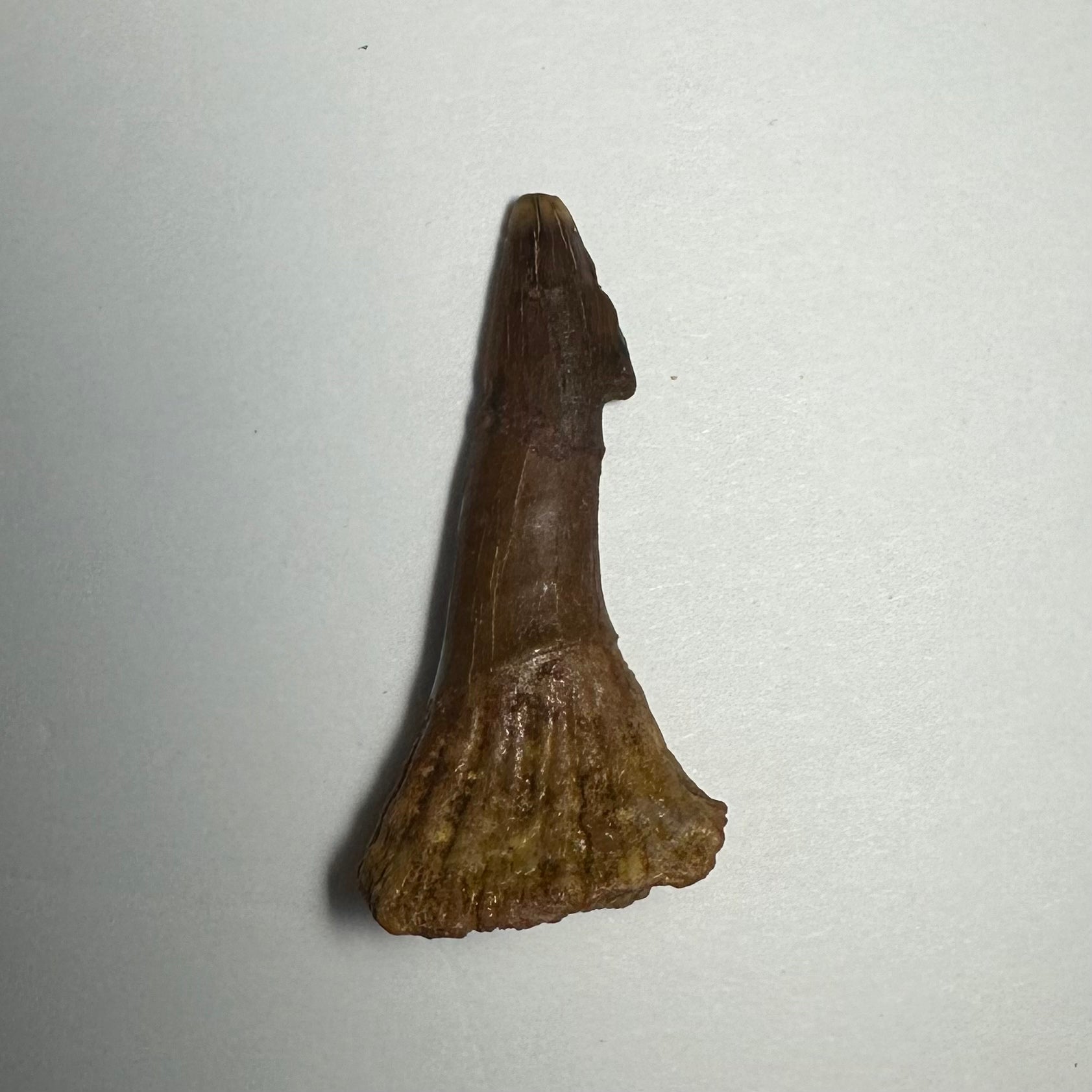 Onchopristis Barb/Tooth (MD) Fossil from Morocco
