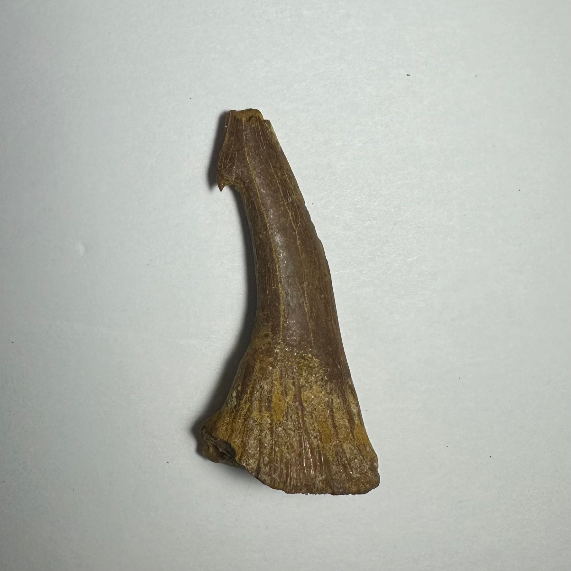 Onchopristis Barb/Tooth (MD) Fossil from Morocco