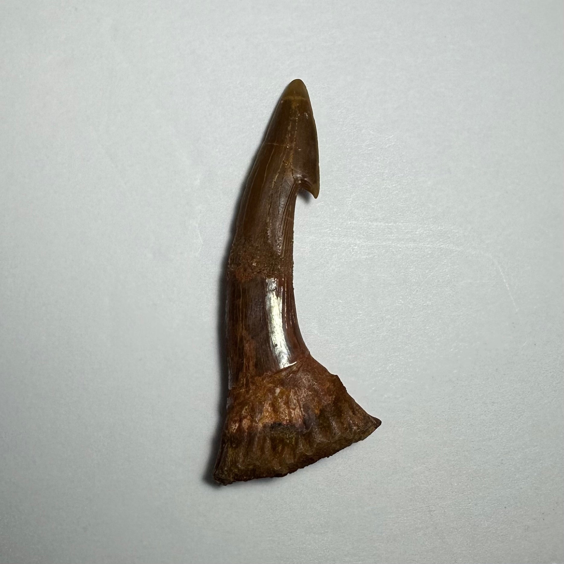 Onchopristis Barb/Tooth (MD) Fossil from Morocco