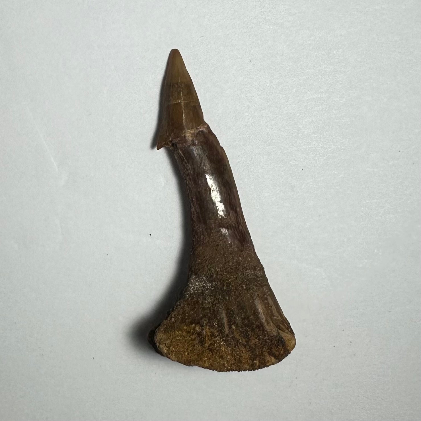 Onchopristis Barb/Tooth (MD) Fossil from Morocco