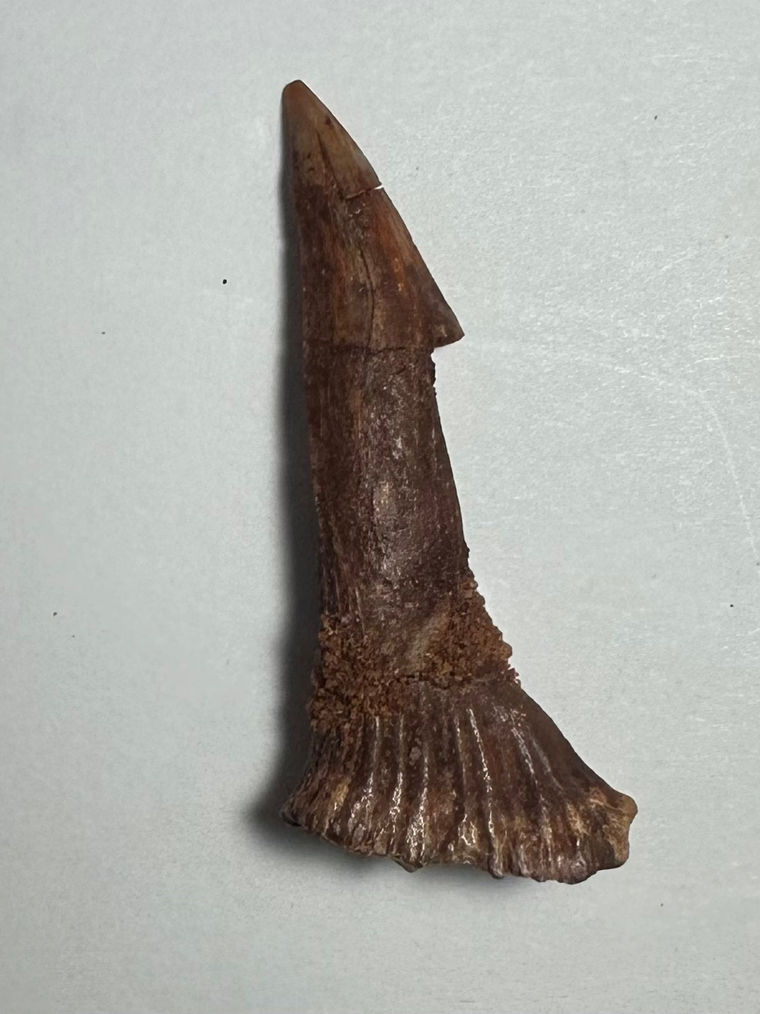 Onchopristis Barb/Tooth (MD) Fossil from Morocco