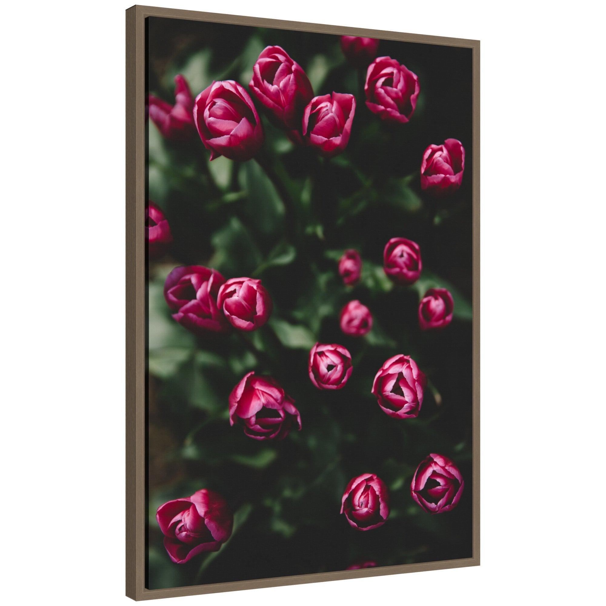 Sylvie Moody Dark Pink Tulips in Bloom Framed Canvas by Patricia Hasz