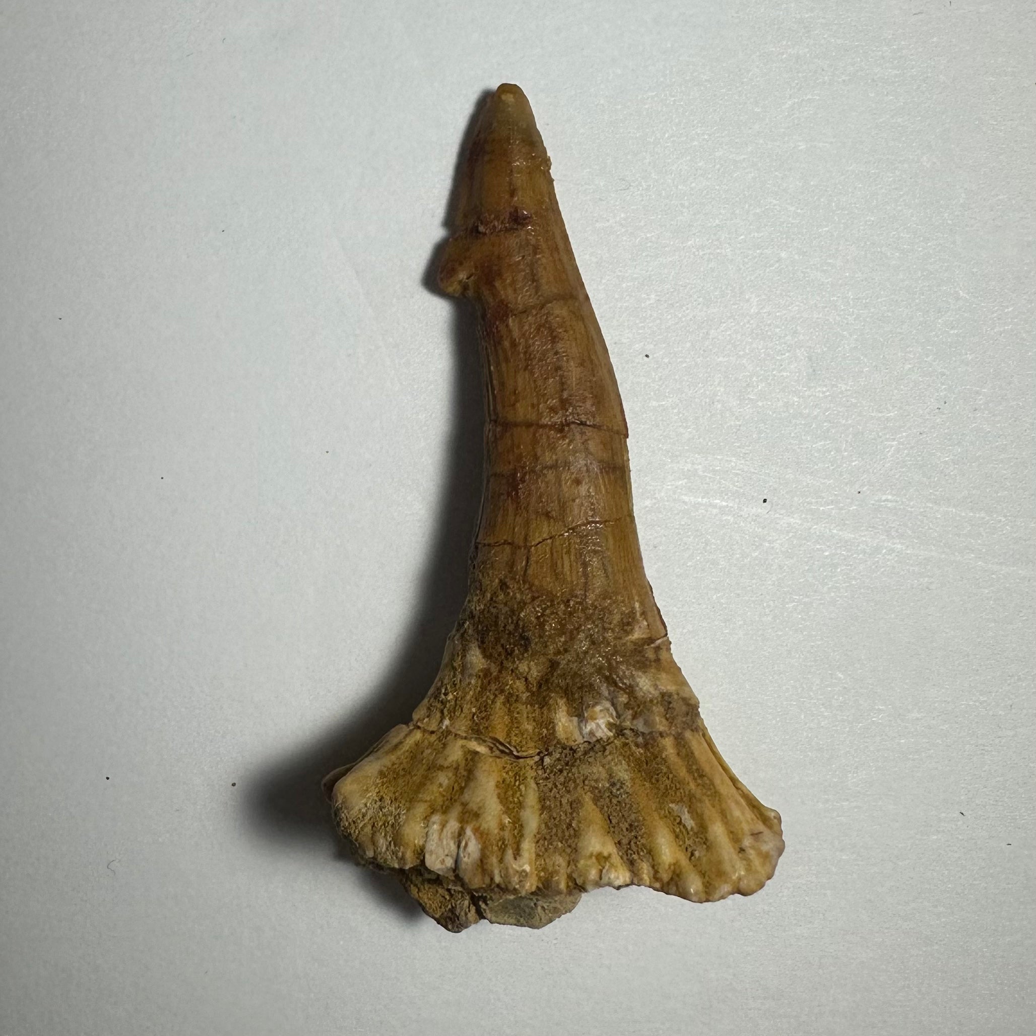 Onchopristis Barb/Tooth (MD) Fossil from Morocco