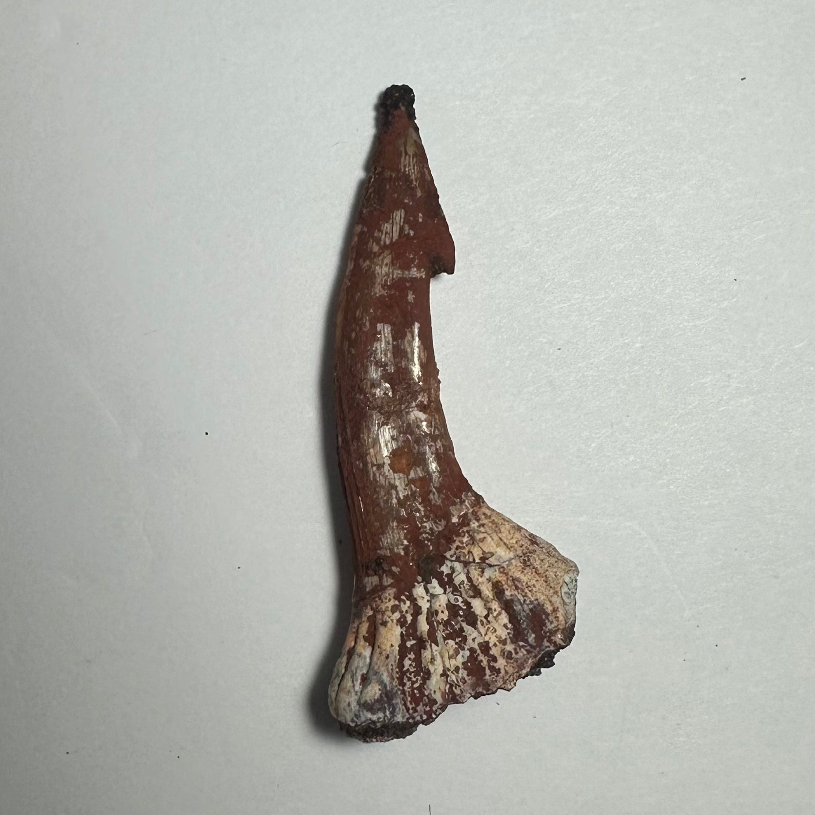 Onchopristis Barb/Tooth (MD) Fossil from Morocco