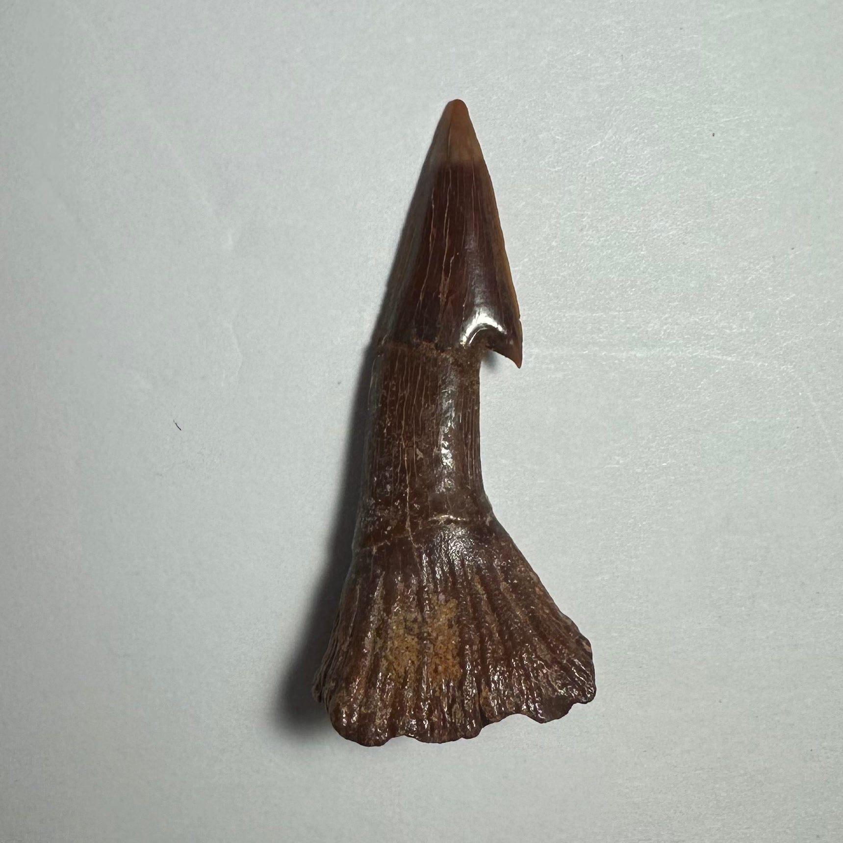 Onchopristis Barb/Tooth (MD) Fossil from Morocco