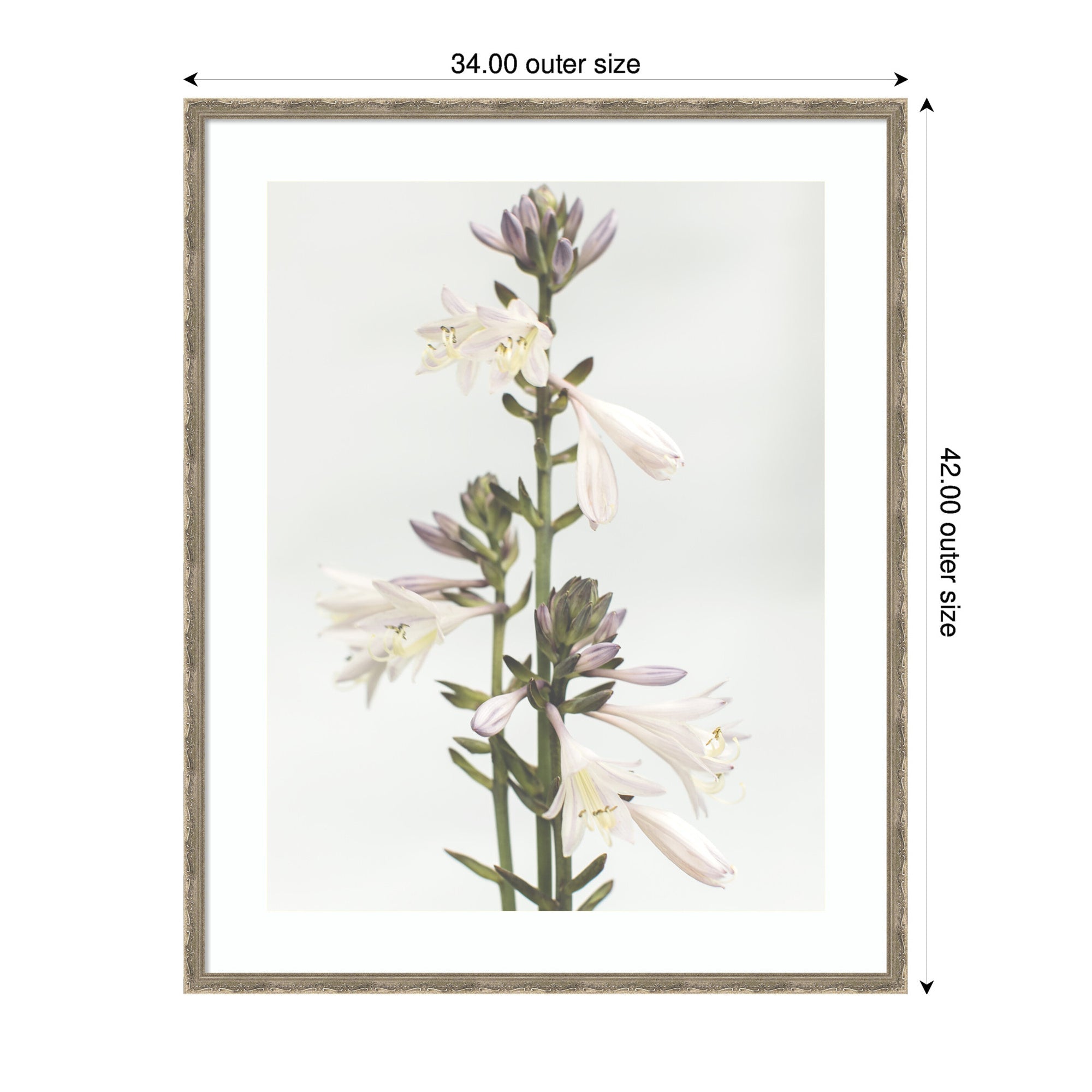 Framed Art Hosta by Alicia Abla
