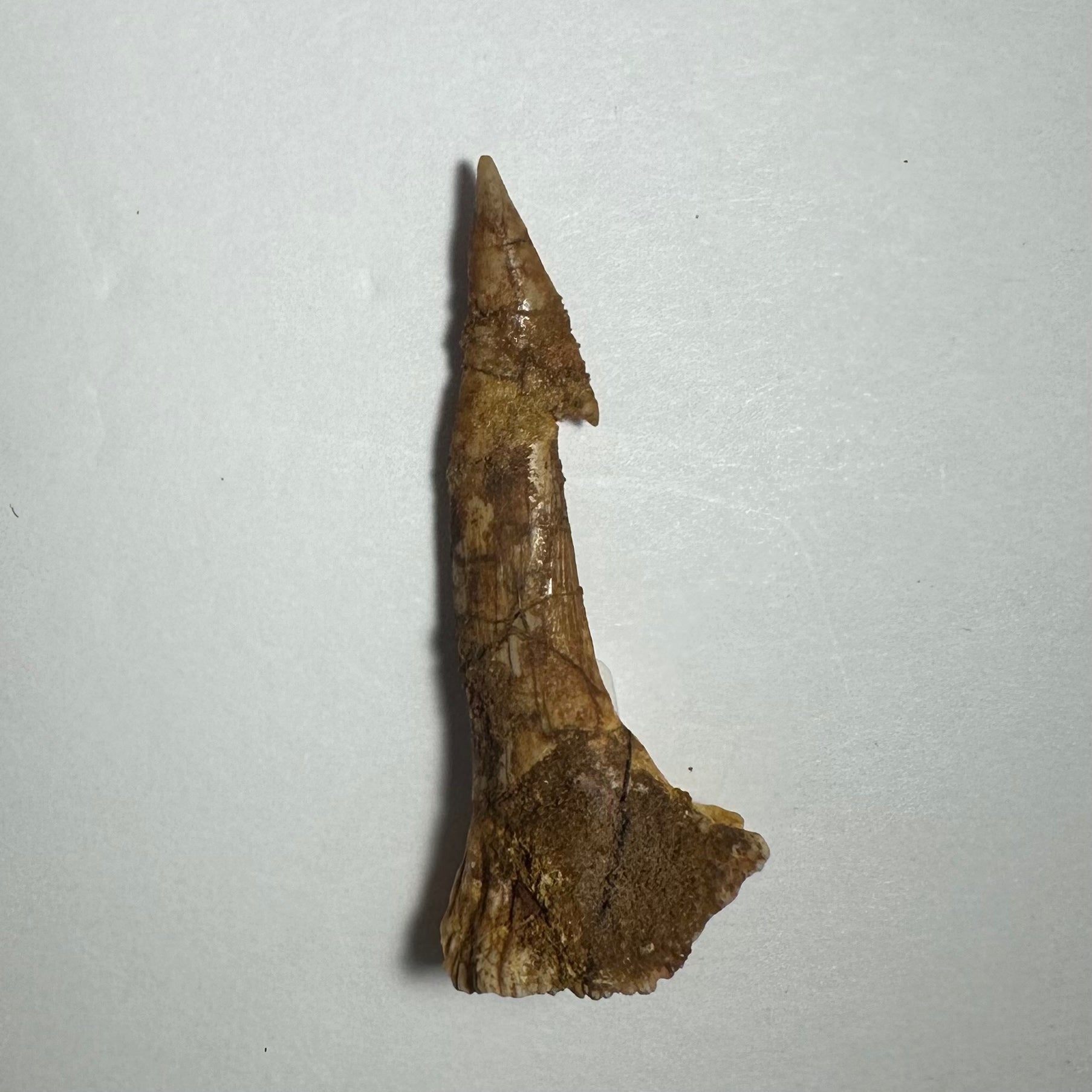 Onchopristis Barb/Tooth (MD) Fossil from Morocco
