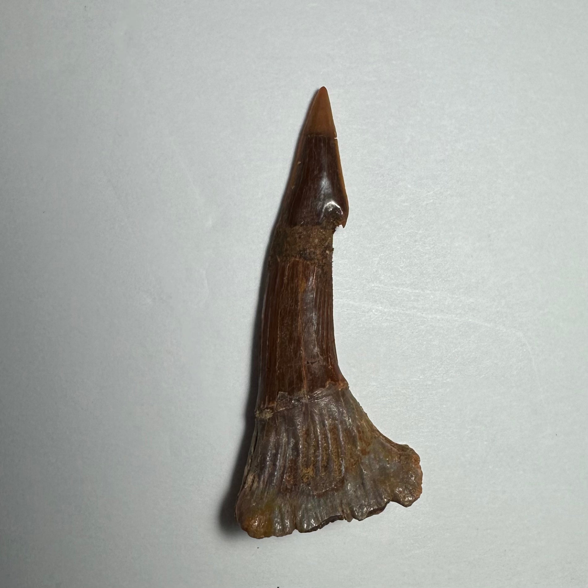 Onchopristis Barb/Tooth (MD) Fossil from Morocco