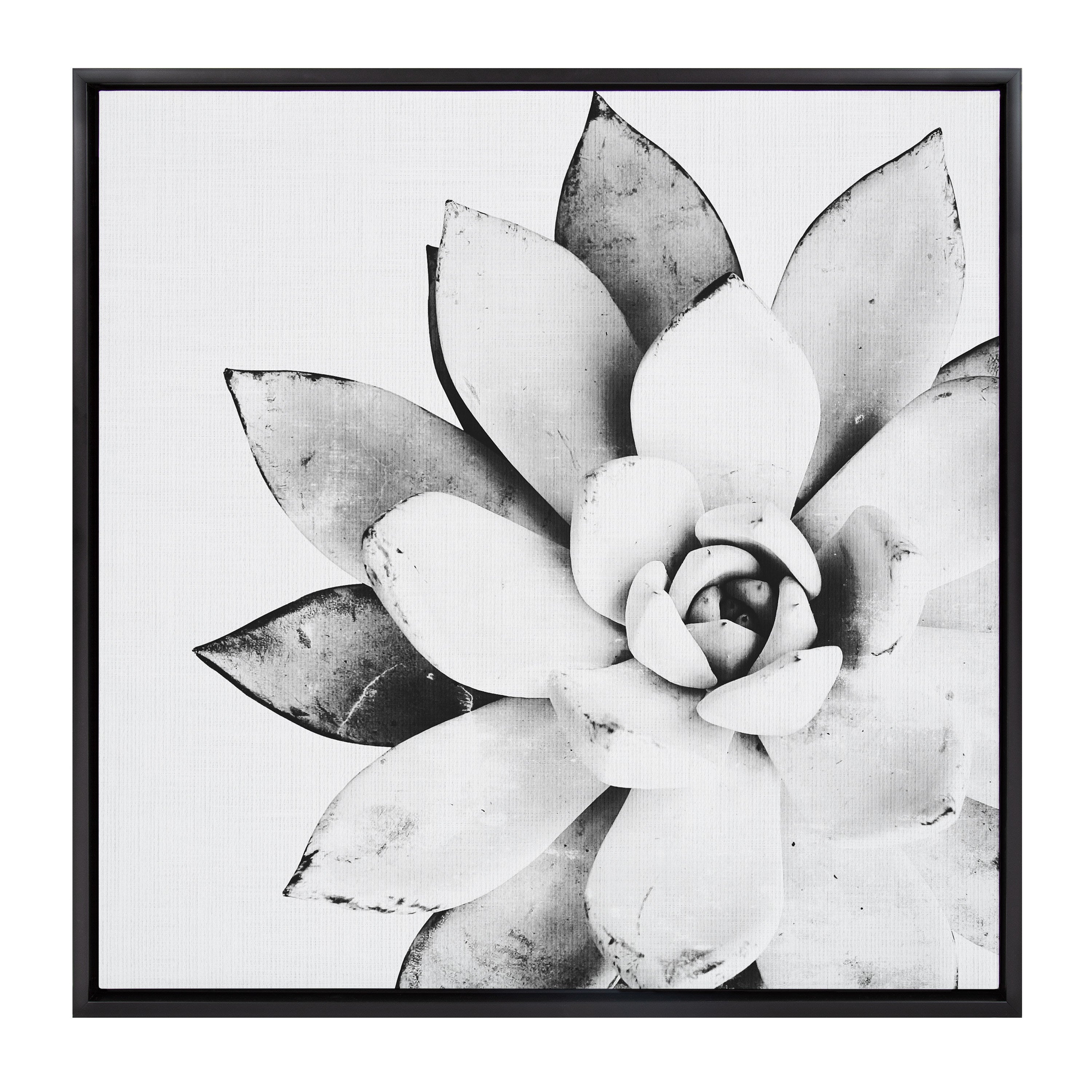 Sylvie Succulent Framed Canvas by Simon Te of Tai Prints
