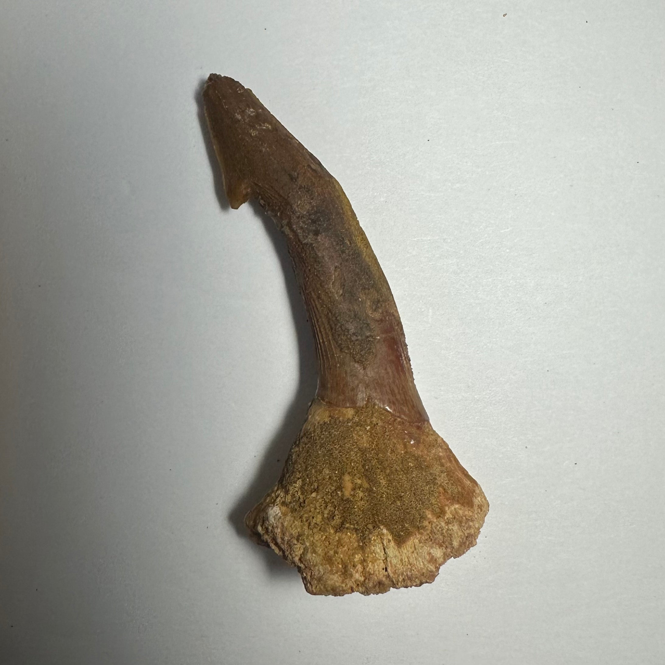 Onchopristis Barb/Tooth (MD) Fossil from Morocco