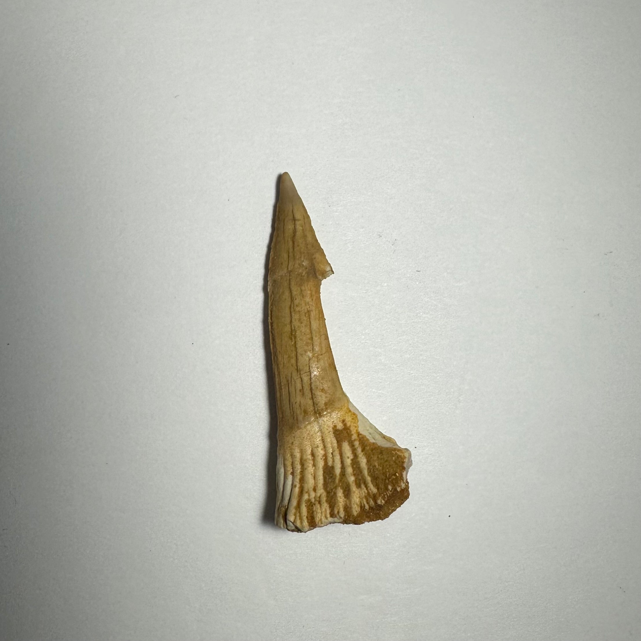 Onchopristis Barb/Tooth (MD) Fossil from Morocco