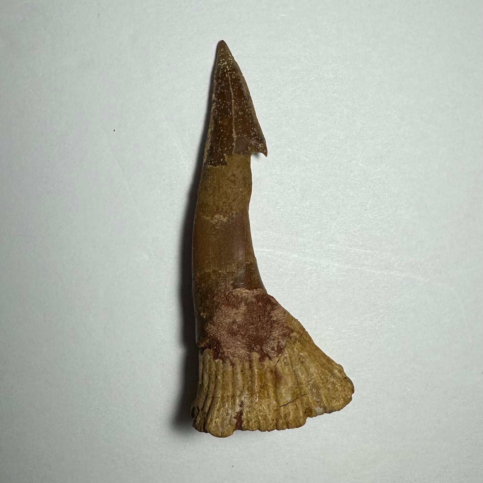 Onchopristis Barb/Tooth (MD) Fossil from Morocco
