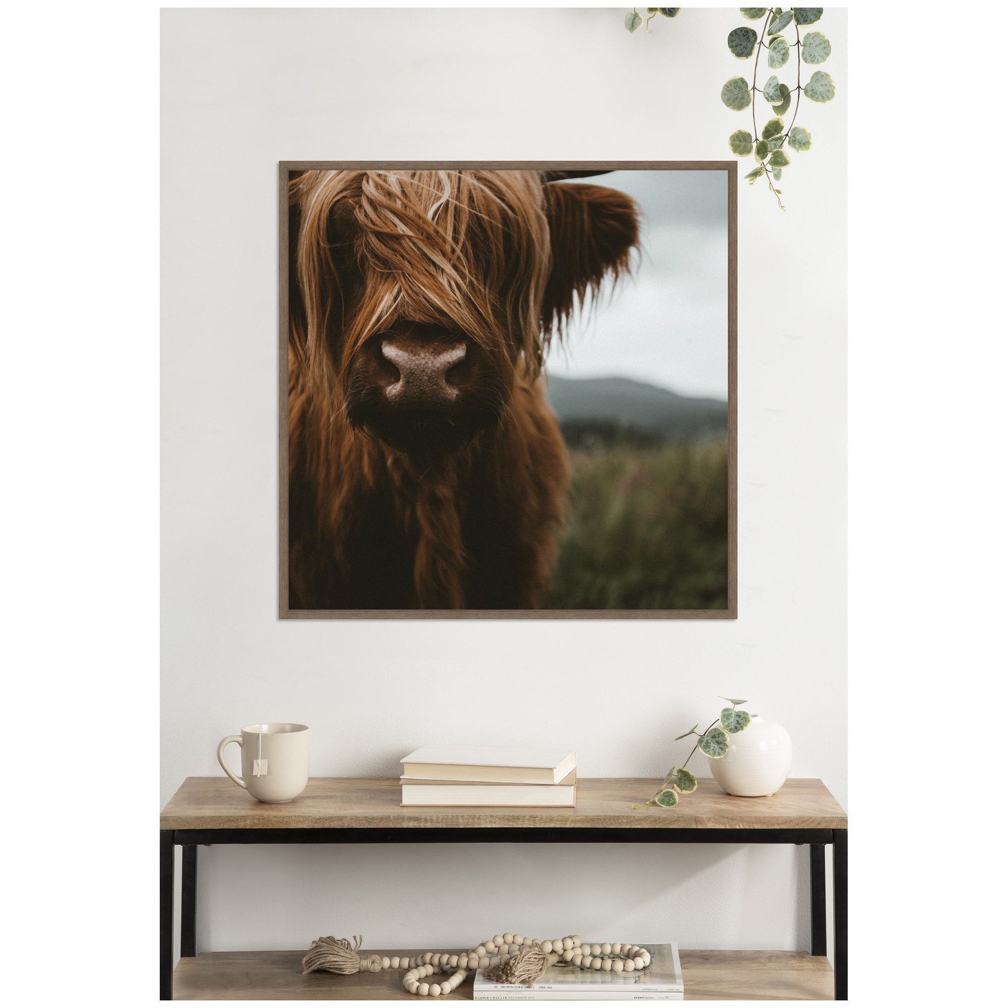 Close Up of Scottish Highland Cattle Baby SQ by Michael Schauer Framed Canvas Wall Art Print