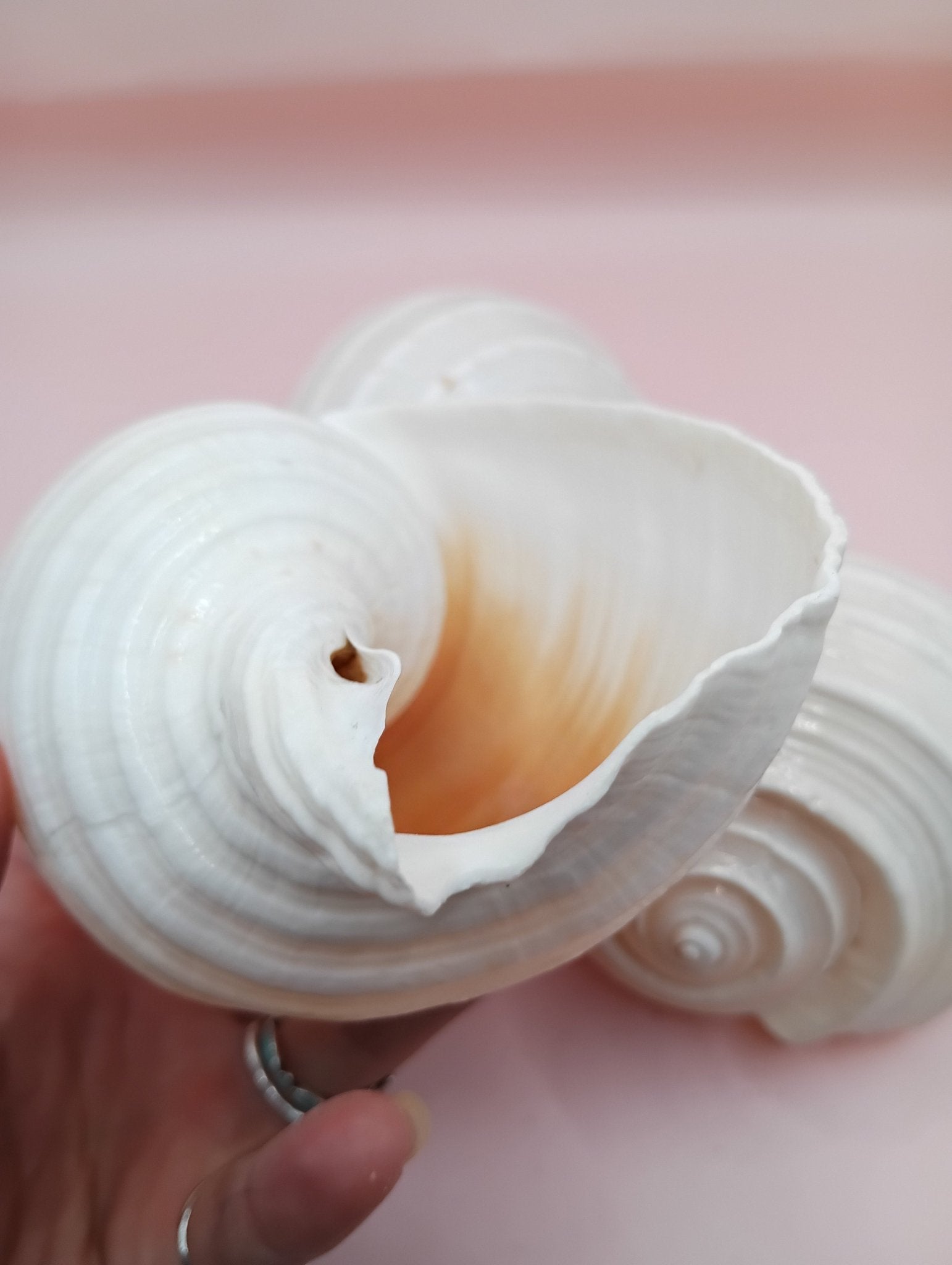 4–5 inch White Tun Shell (Tonna tessellata) with creamy white and tan spotted surface for coastal decor or crafting