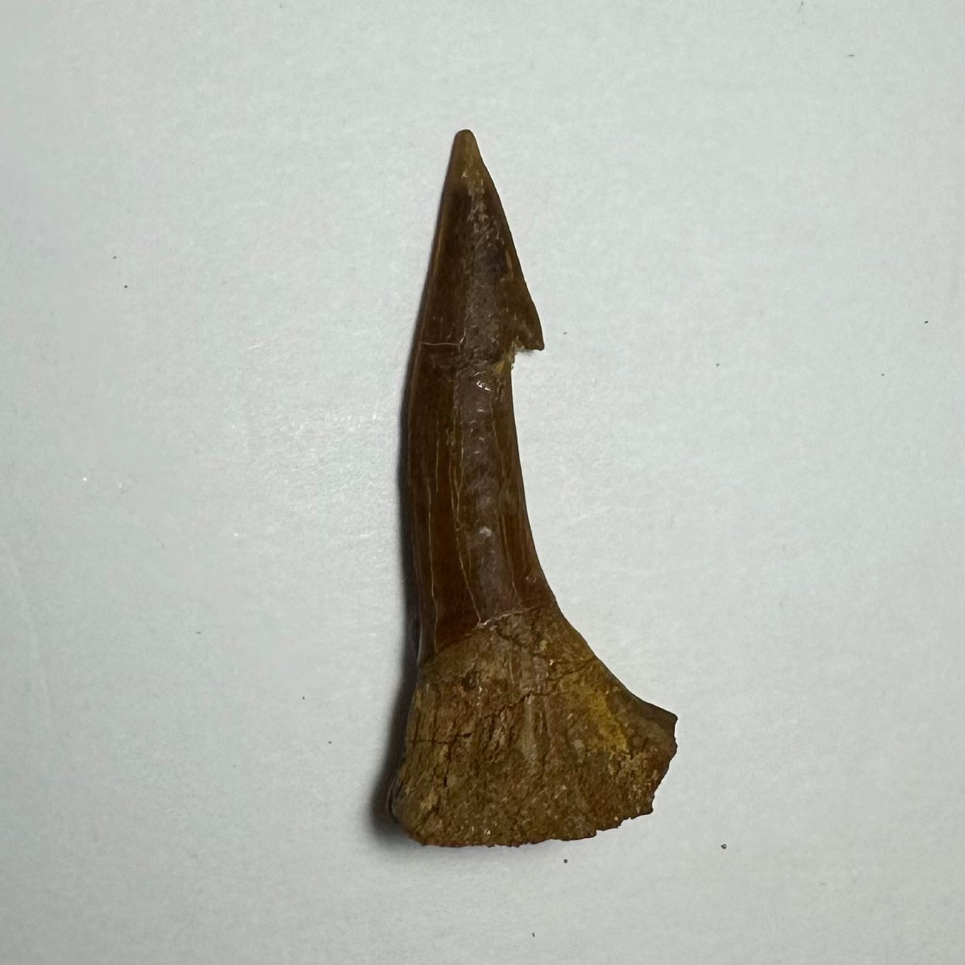Onchopristis Barb/Tooth (MD) Fossil from Morocco