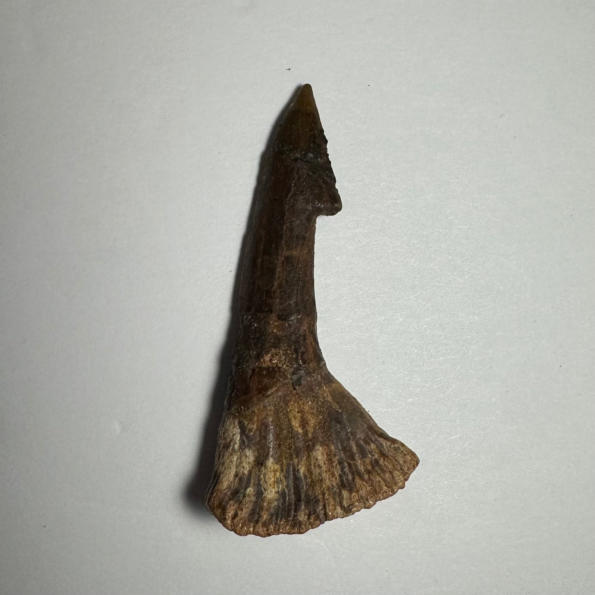 Onchopristis Barb/Tooth (MD) Fossil from Morocco
