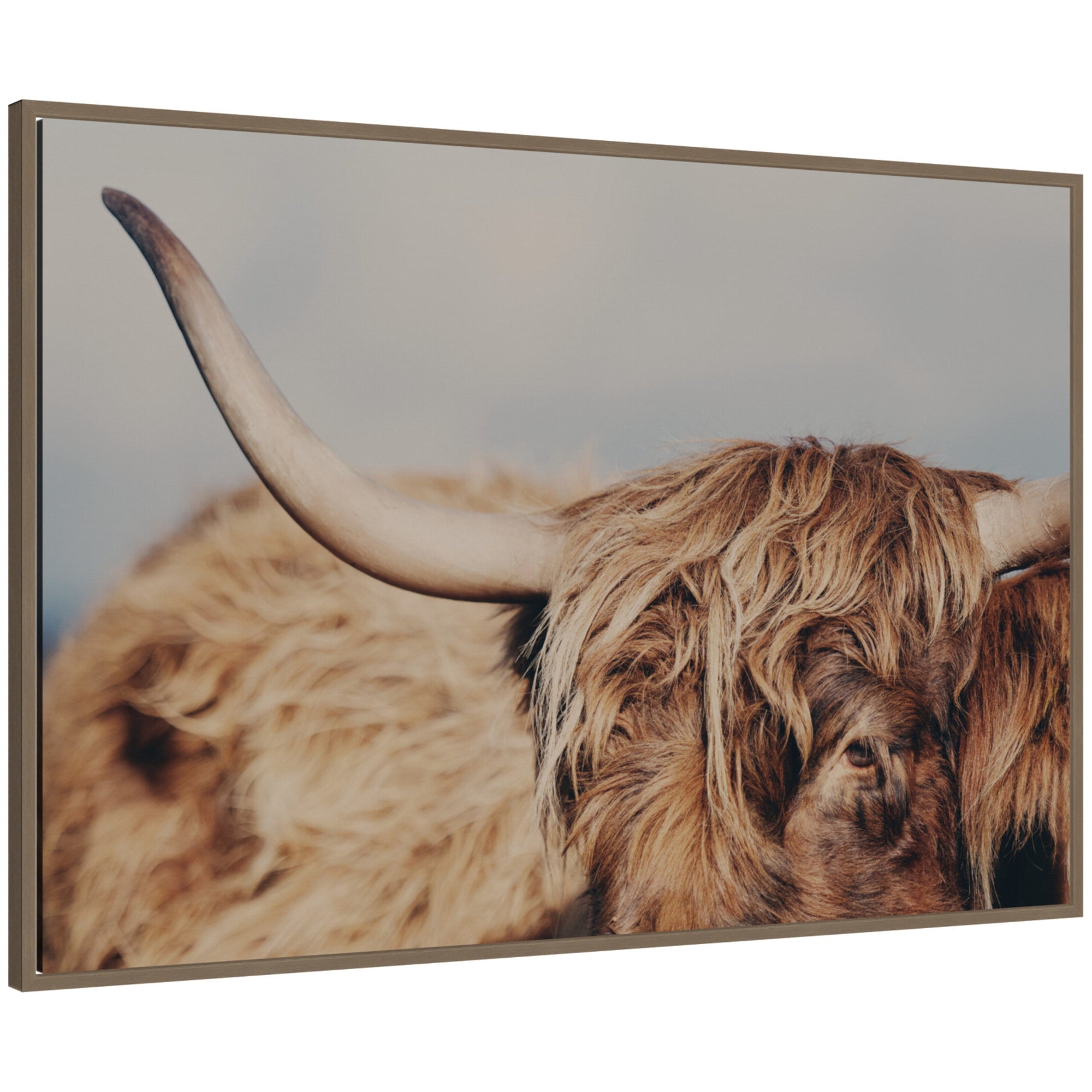 Highland Cow No.
4 Close by Laura Evans Framed Canvas Wall Art Print