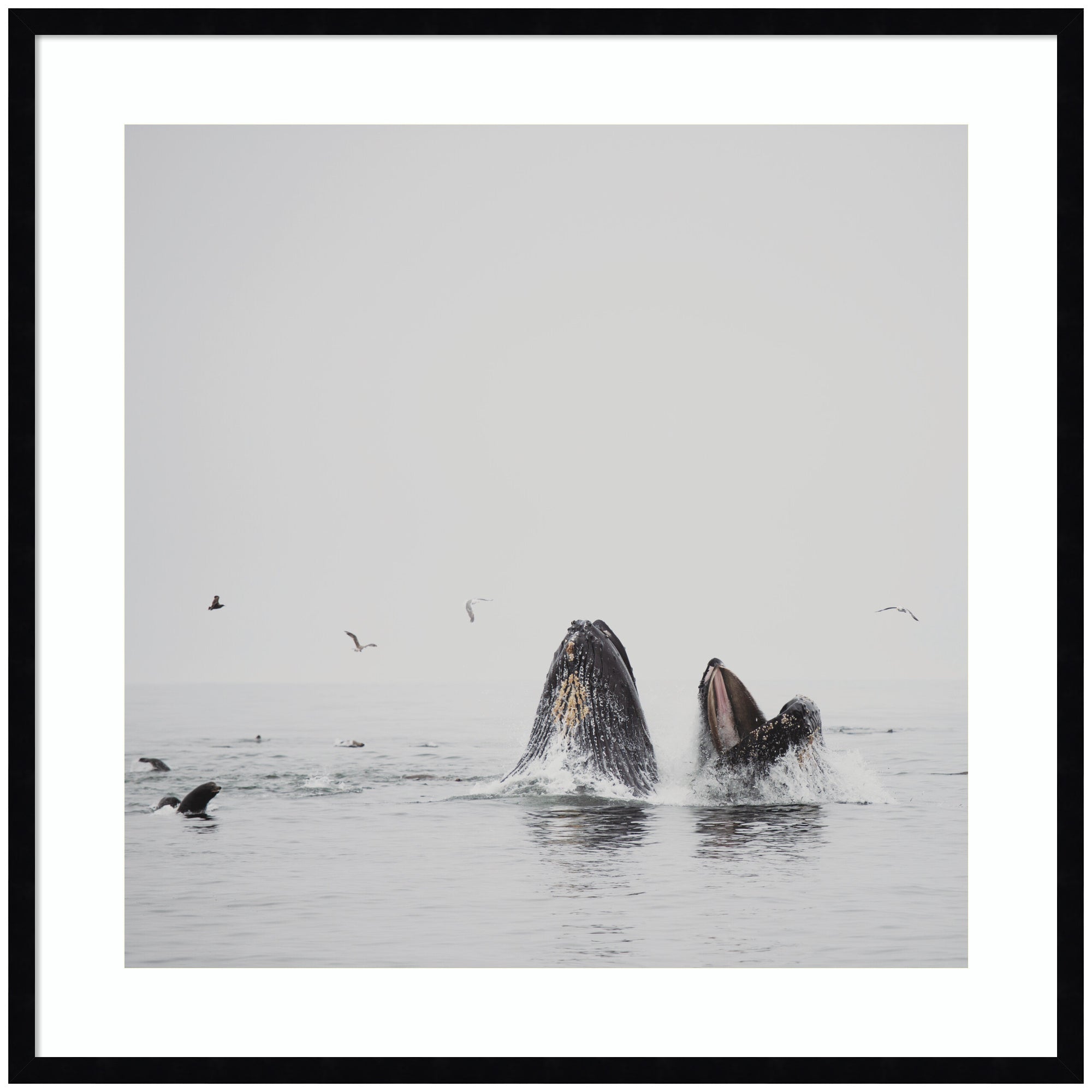 Framed wall art print titled Humpback Whales No.
2 by Laura Evans depicting two humpback whales swimming underwater
