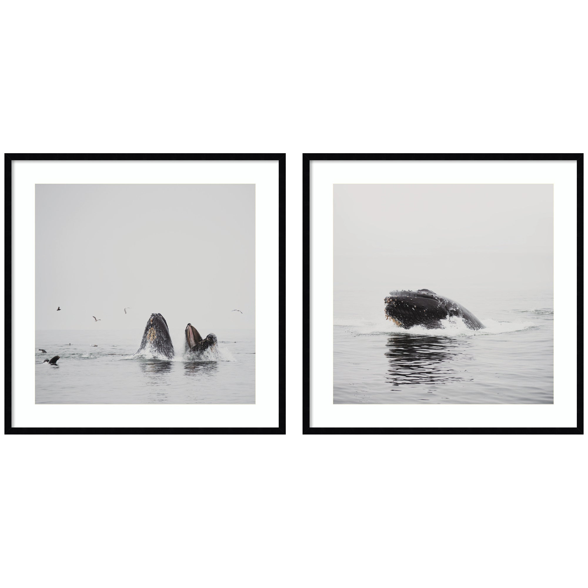 Humpback Whale 2 Piece Framed Wall Art Print Set by Laura Evans in black designer moulding, displayed on wall
