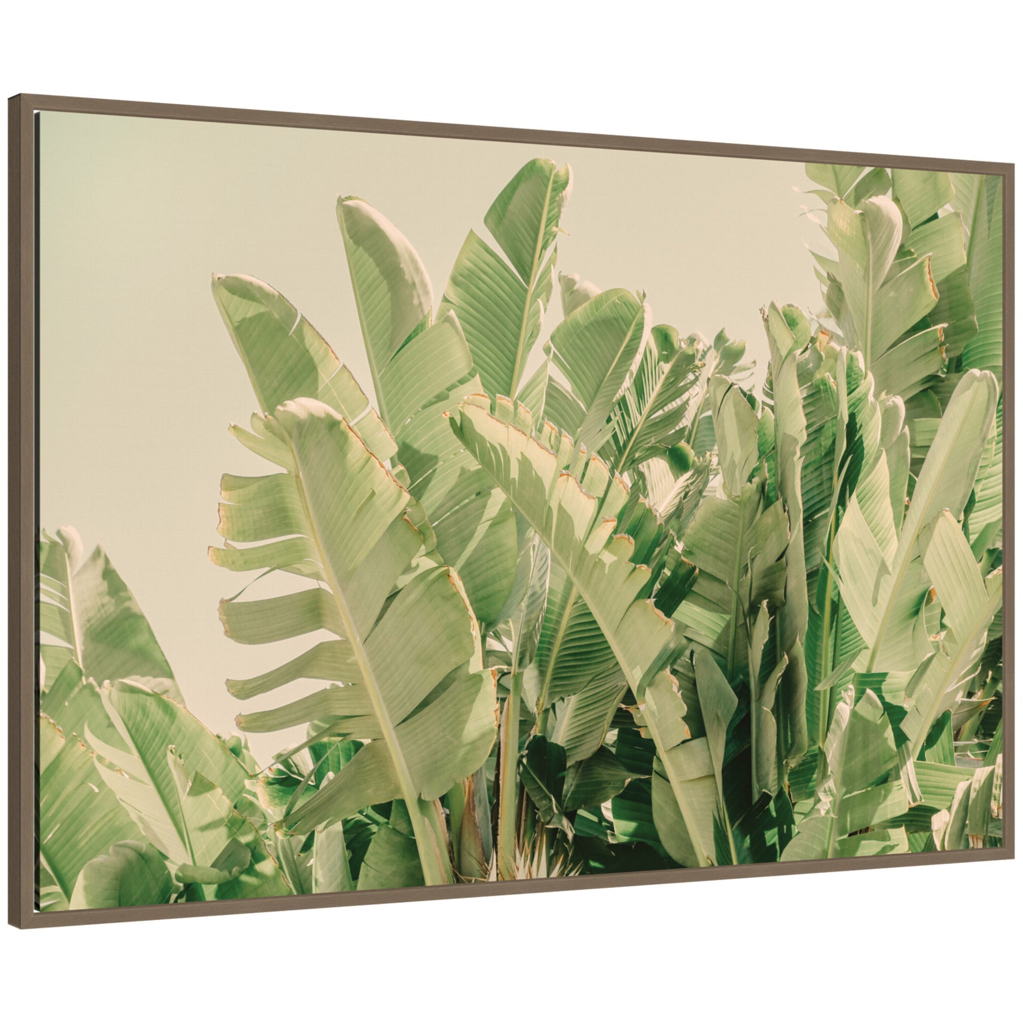 Framed canvas wall art print 'Potential' by Alicia Bock featuring dense banana leaves in warm sunlight with Sylvie dark gold frame