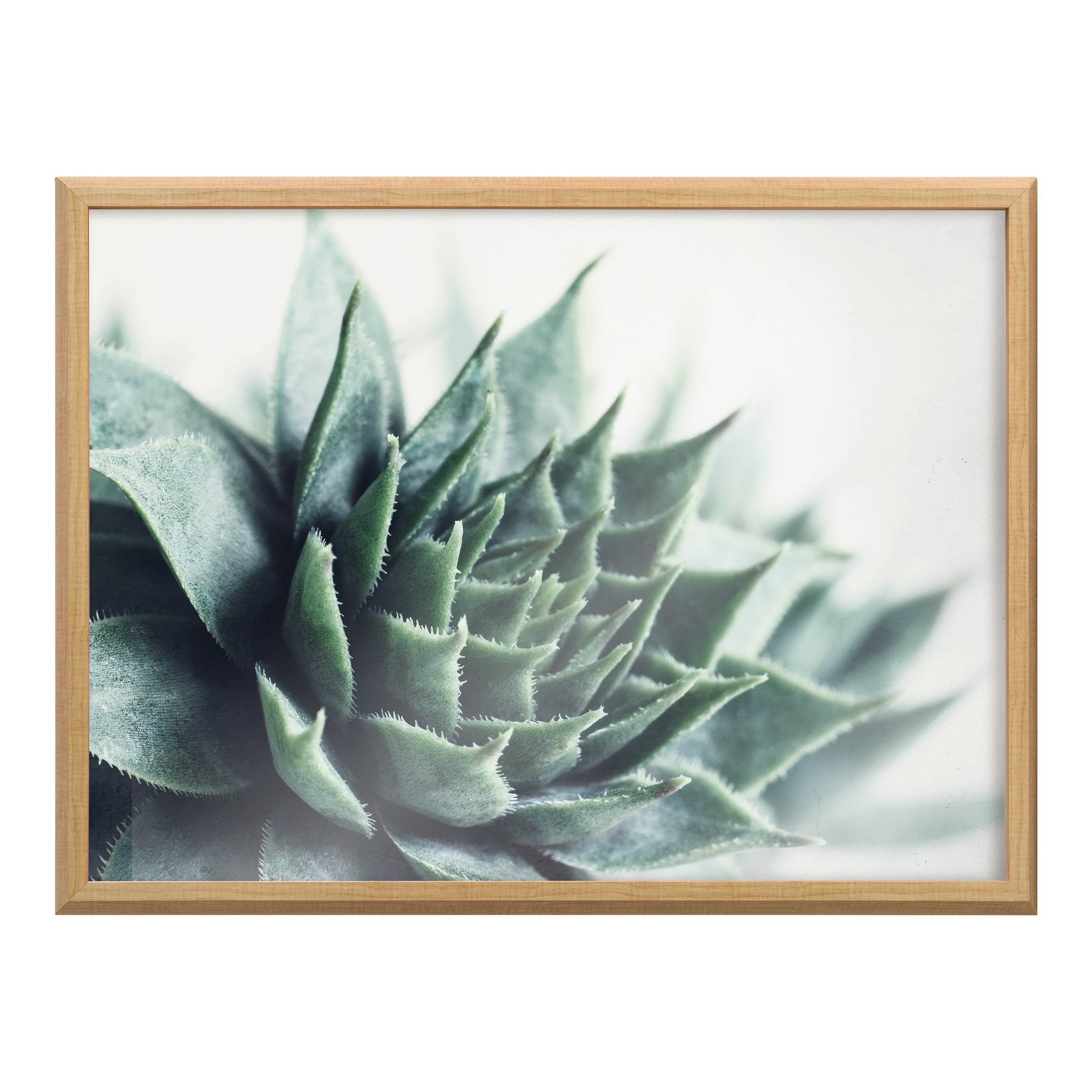 Blake Radical Succulent Framed Printed Glass by Emiko and Mark Franzen of F2Images