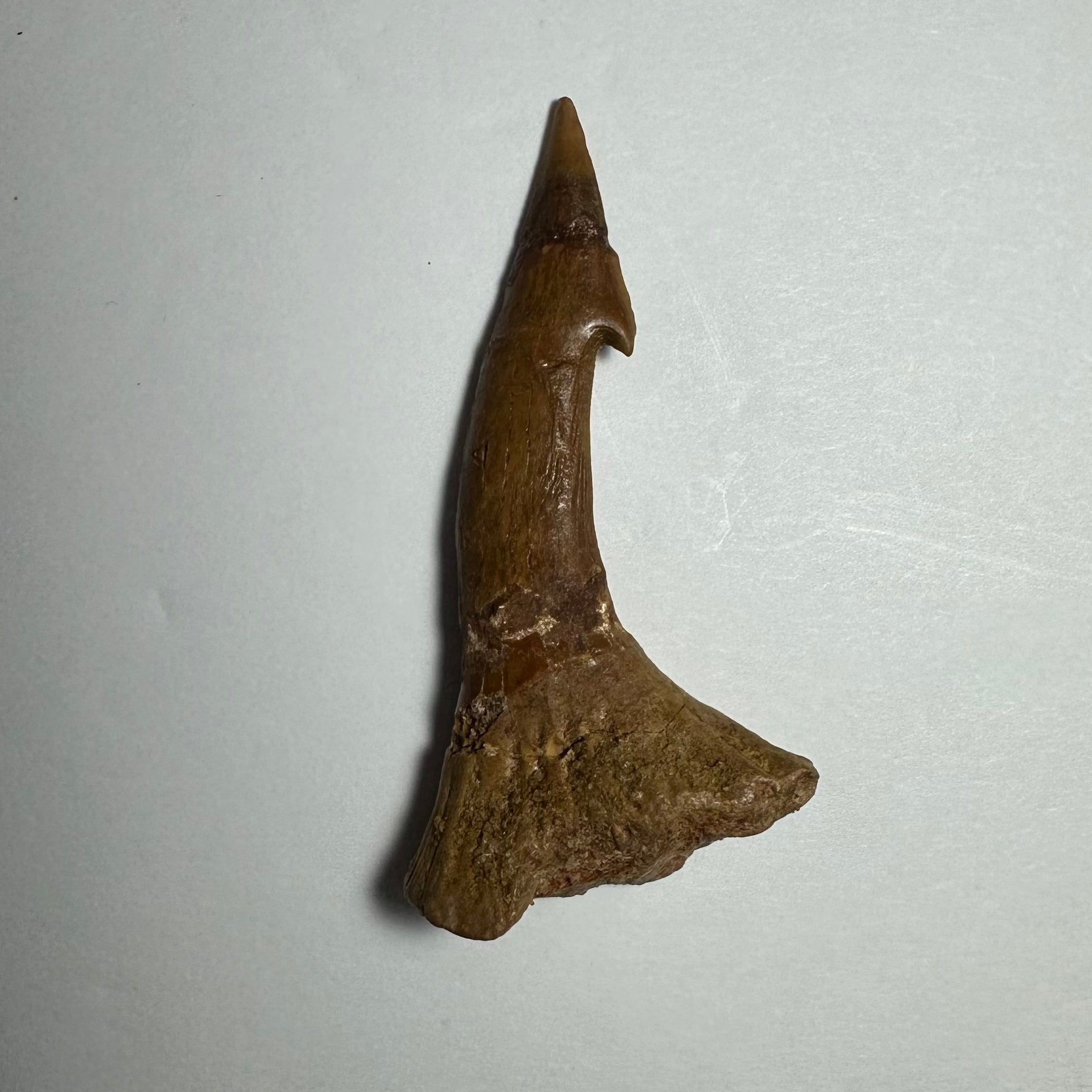 Onchopristis Barb/Tooth (MD) Fossil from Morocco
