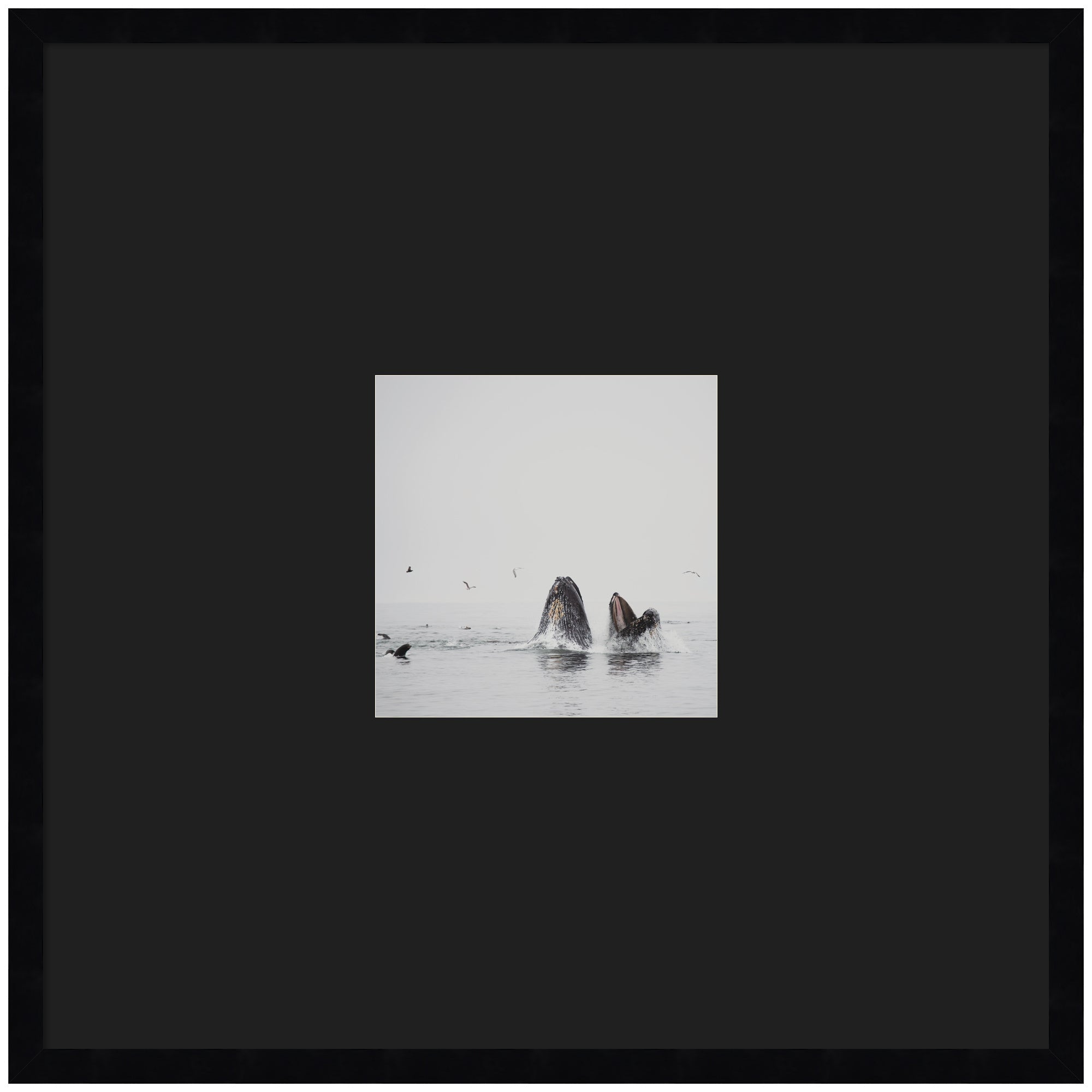 Framed wall art print depicting two humpback whales swimming with svelte noir black frame.