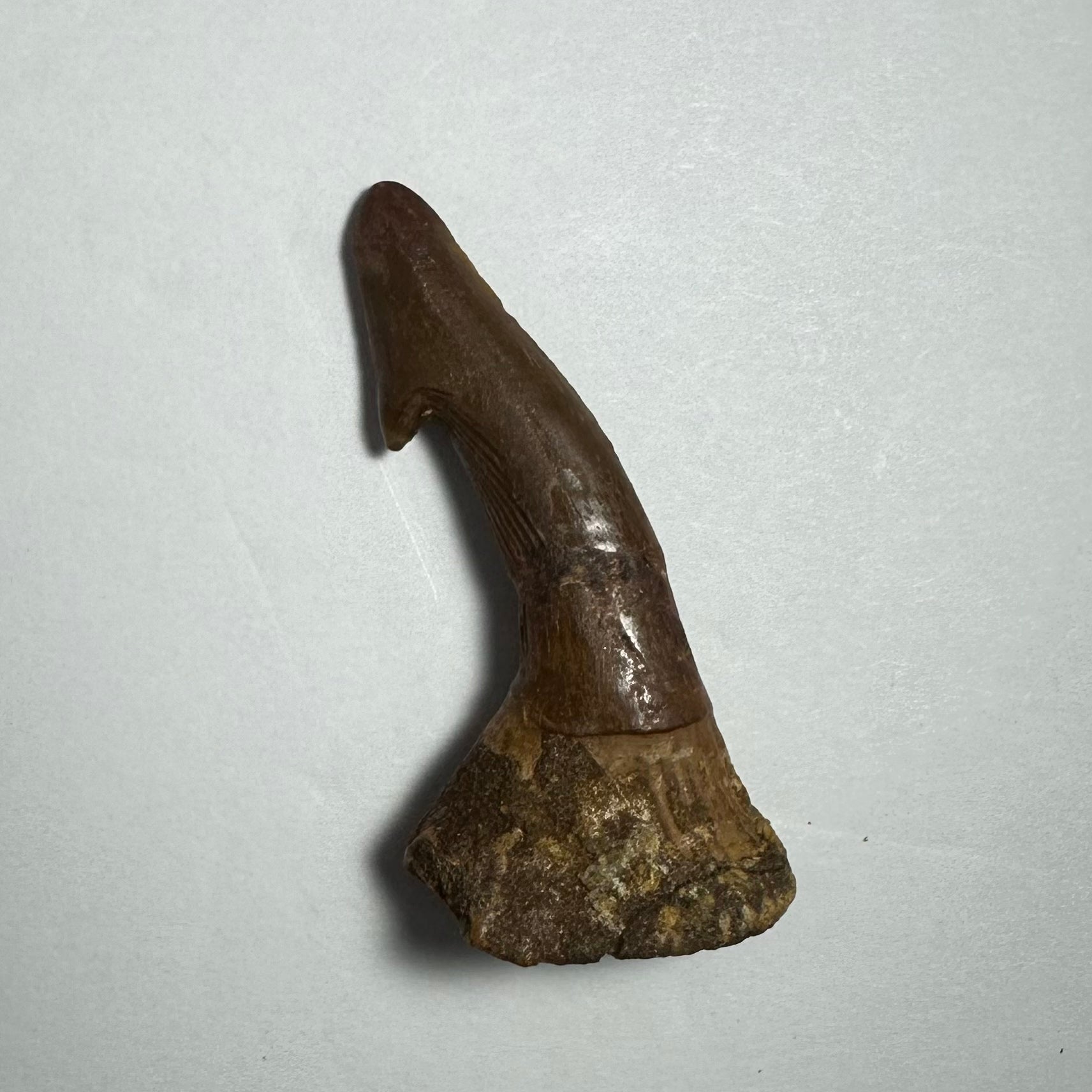 Onchopristis Barb/Tooth (MD) Fossil from Morocco