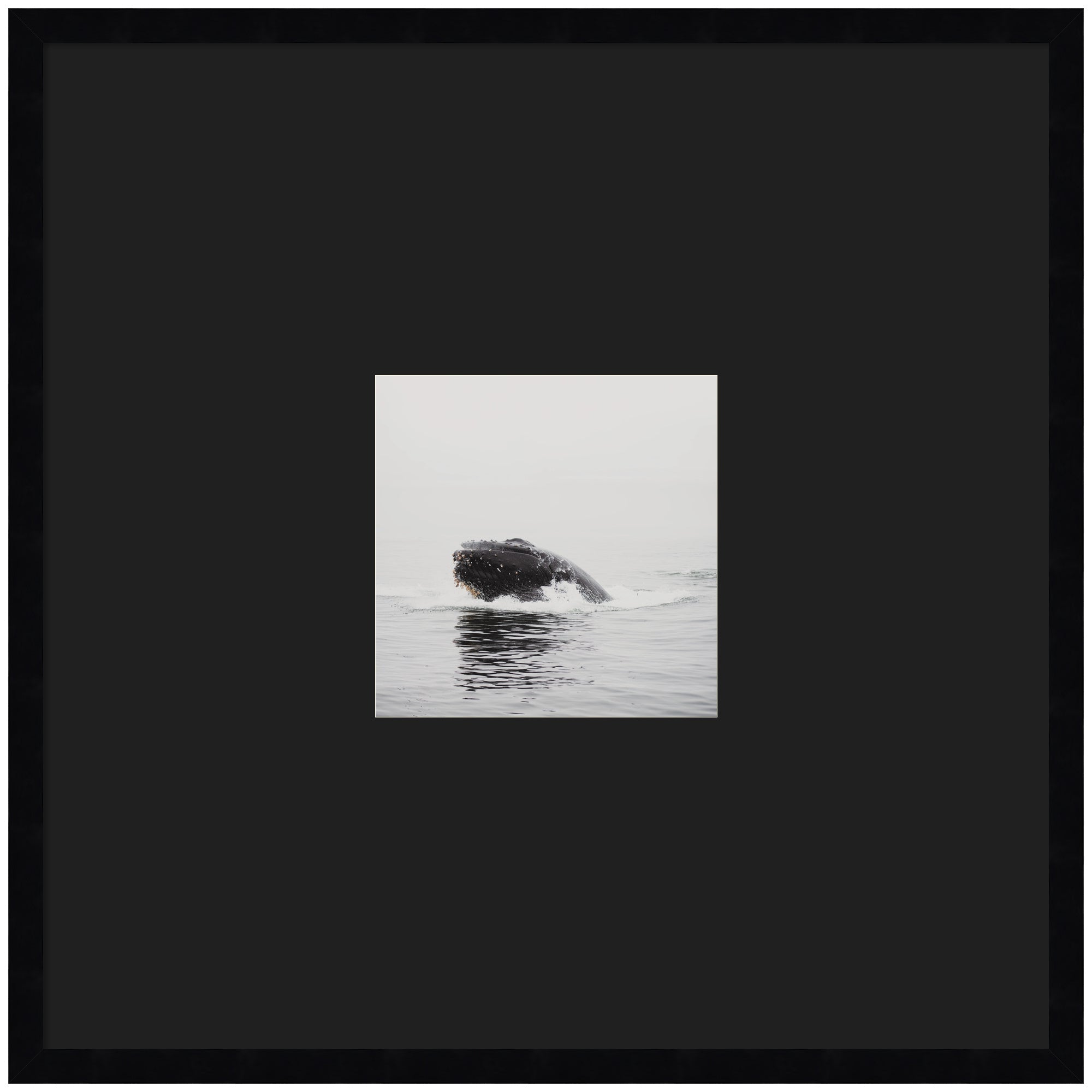 Framed wall art print of a humpback whale by Laura Evans in a black frame