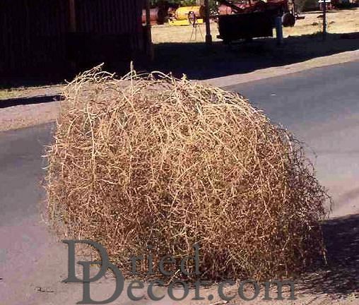 Large Country Tumbleweed by DriedDecor - product image 4 for Resin Society