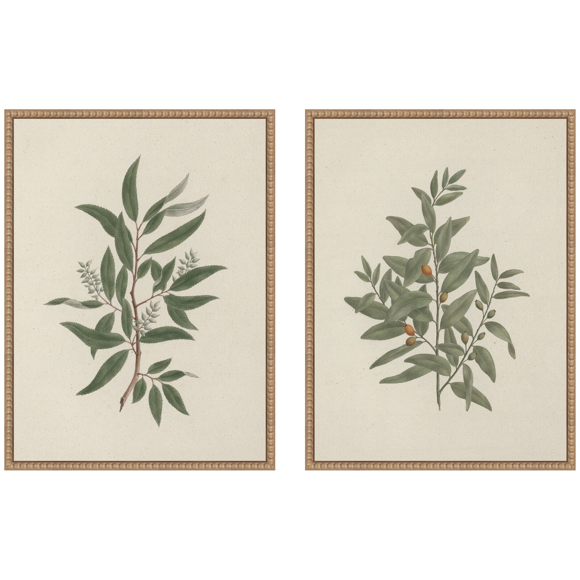 Two framed canvas wall art prints of Salix subserrata Willow and Osyris Lanceolate African Sandalwood in rustic natural Sylvie Beaded frames